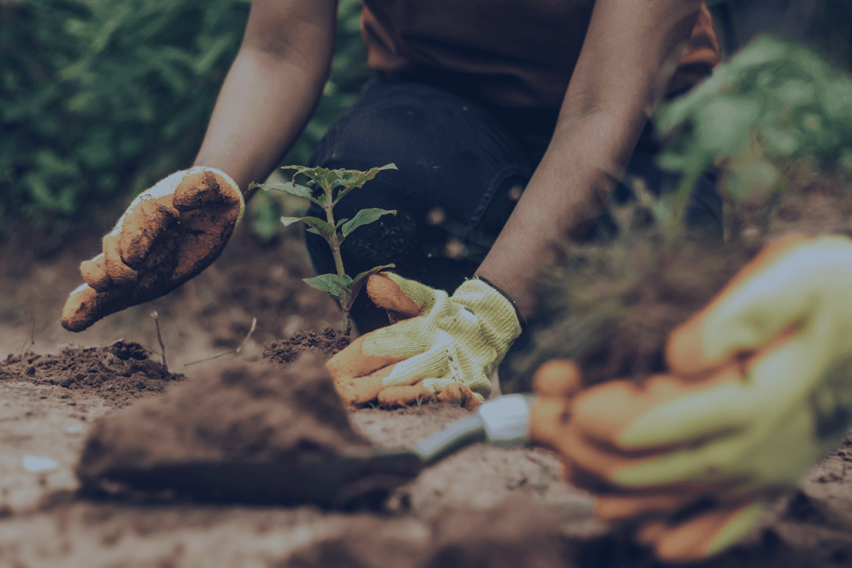 Person planting a tree representing sustainable development and environmental impact in citizenship by investment (RCBI) programs
