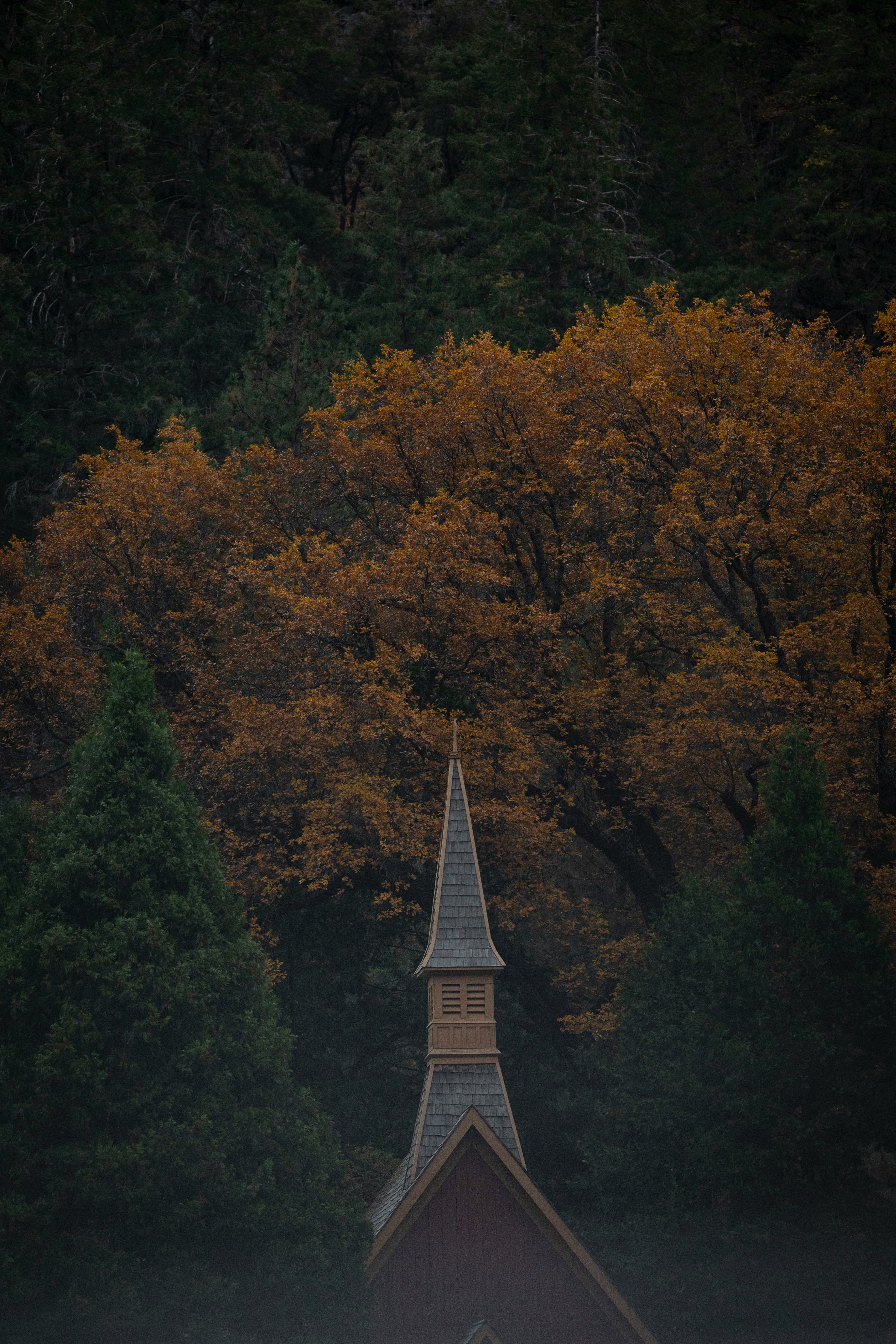 Church steeple nestled among autumn trees and evergreens.