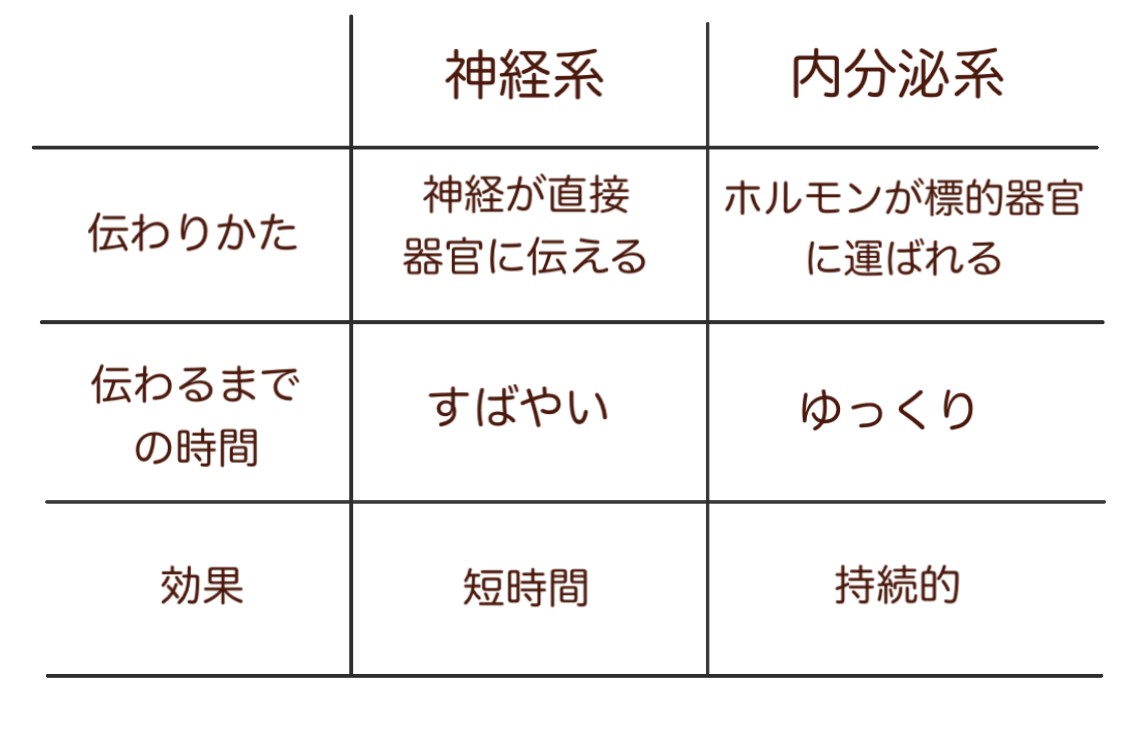 神経系と内分泌系の違い