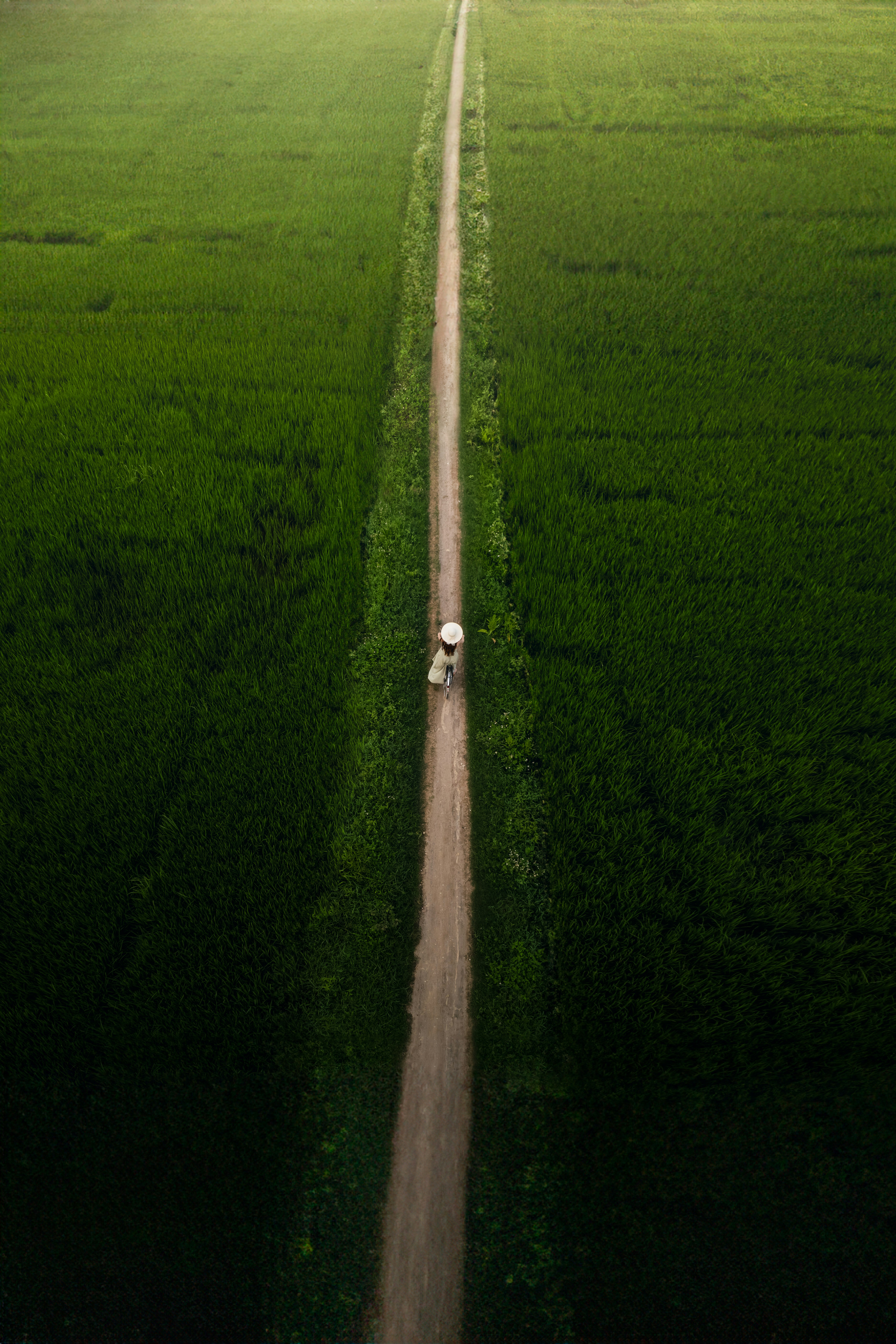 A person walks along a path through lush fields.