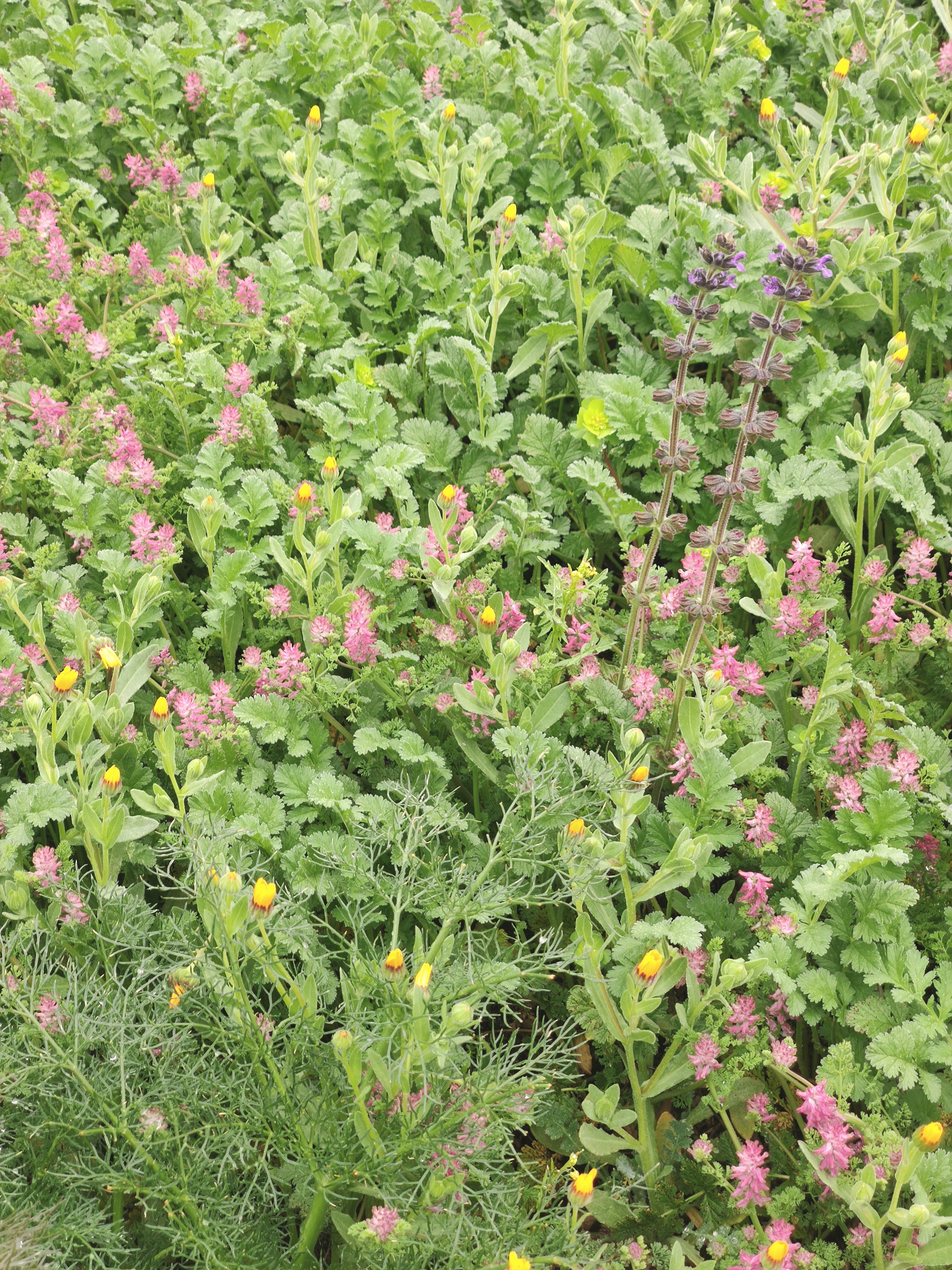 Detail native vegetation planting