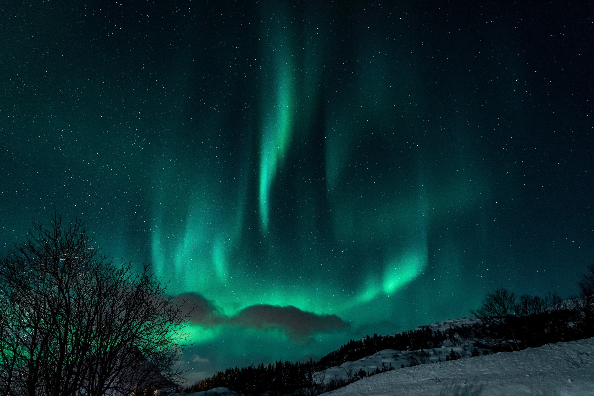 Trees on a snowy hill with the green glow of the aurora borealis overhead