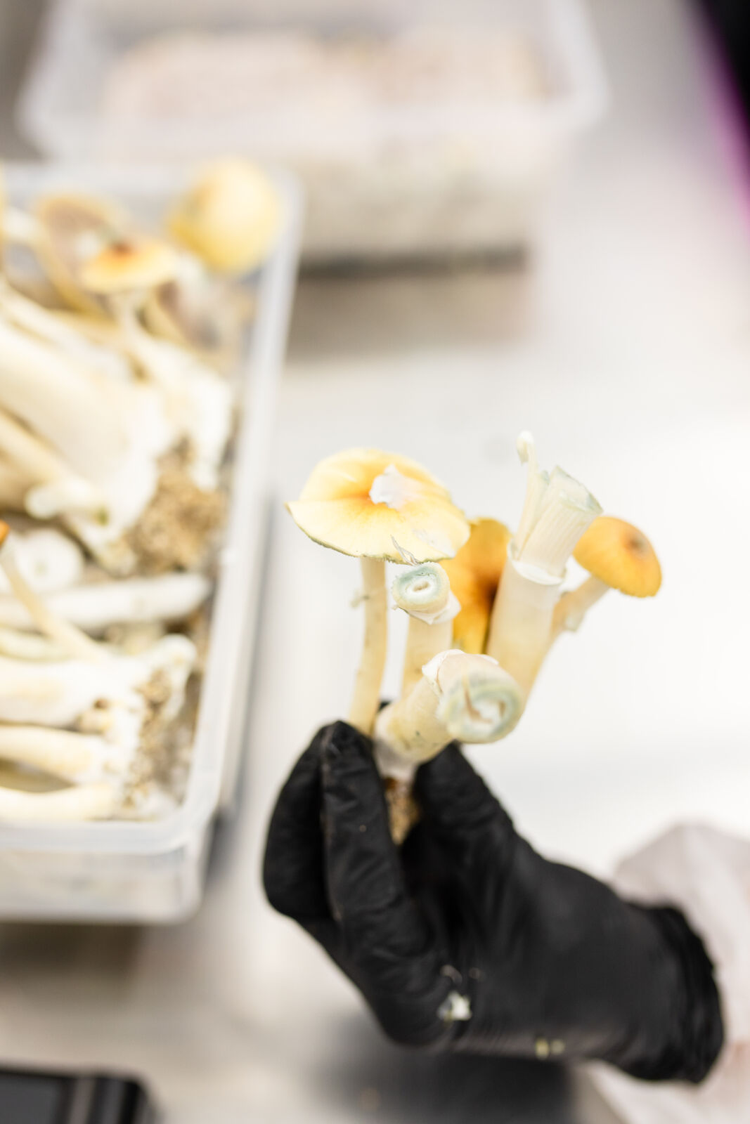 Dr. Hanna Wants To Try, a whole psilocybin mushroom held up in a gloved hand