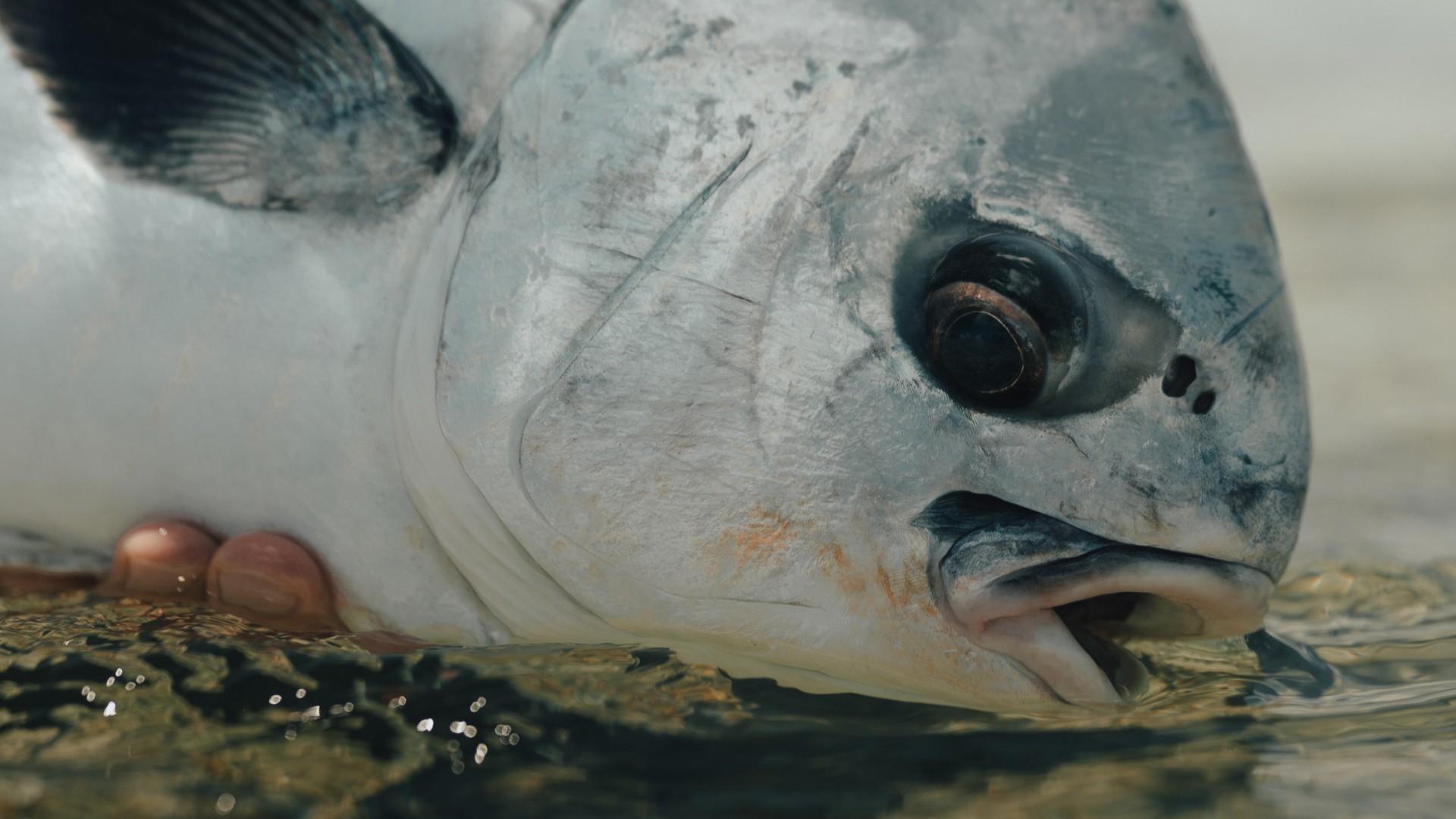 Closeup of a permit head, being held just above water level on a shallow flat in Belize