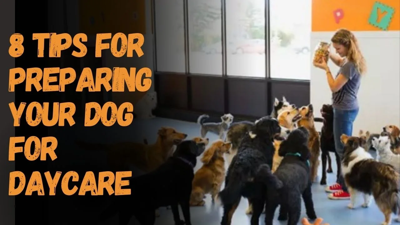 Tips for Preparing Your Dog for Daycare