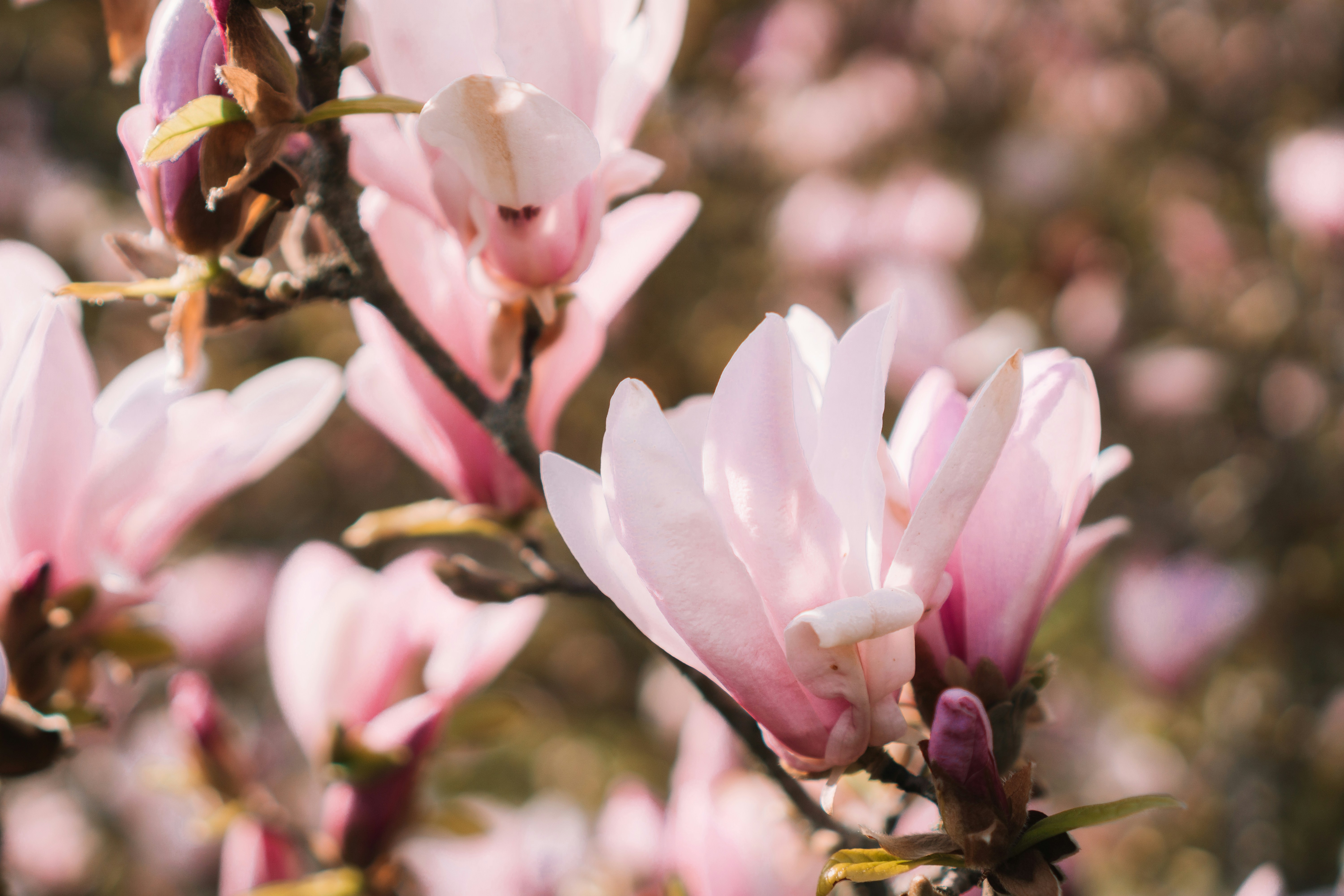 Pink flowers