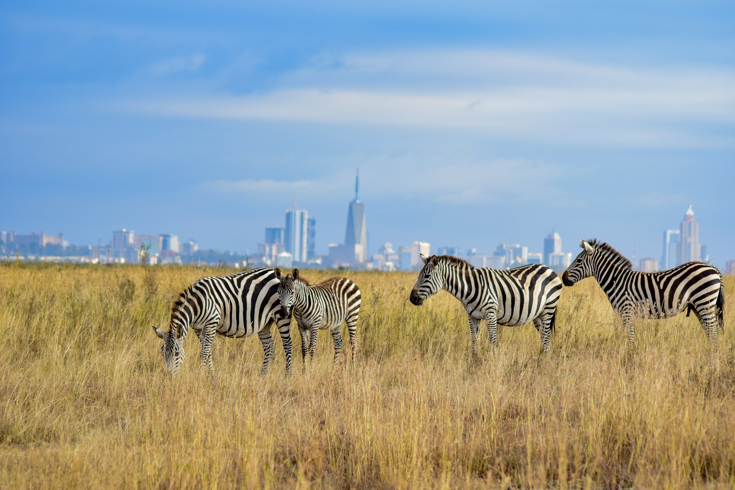 Zebras in Nairobi National Park with the city skyline