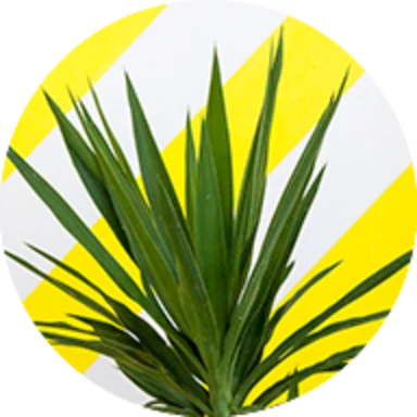 A plant with a striped yellow background that looks like police line do not cross