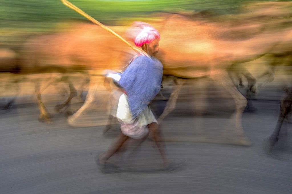 Long exposure person in foreground with animals in the background
