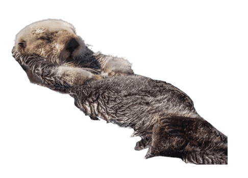 Sea Otter
