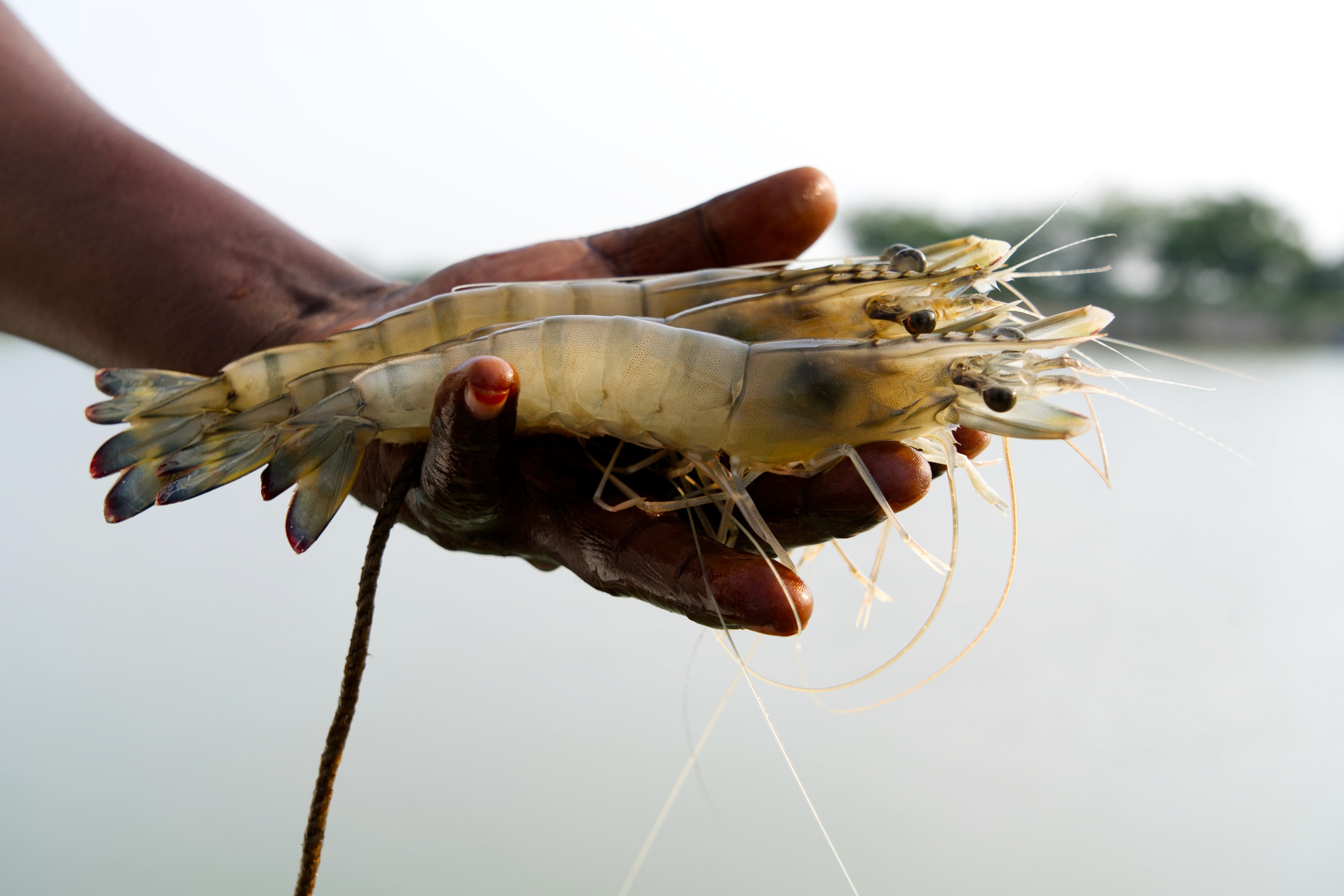 Close-up of a green palm leaf with intricate veining and texture, showcasing rich shades of green.