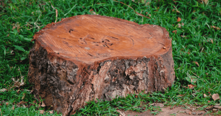 Internal decay seen in the heartwood of the Jamun Tree