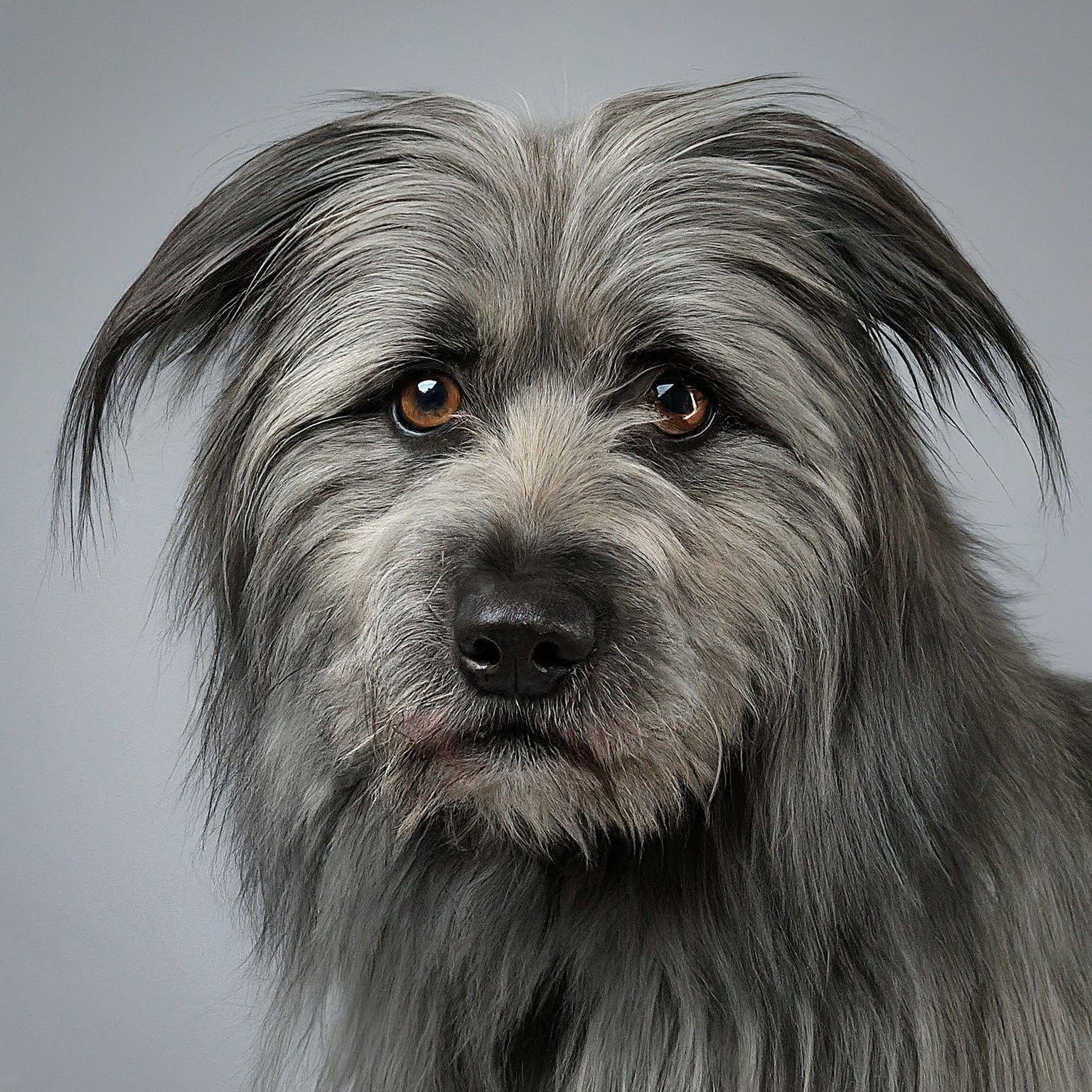 BUDDYUNO, Pyrenean Shepherd