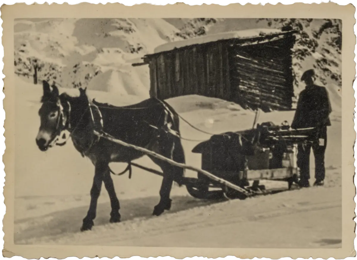 Ein altes schwarz weiß Bild von einem Mann welcher einen Schlitten transportiert. Der Schlitten wird von einem Esel durch den Schnee gezogen.