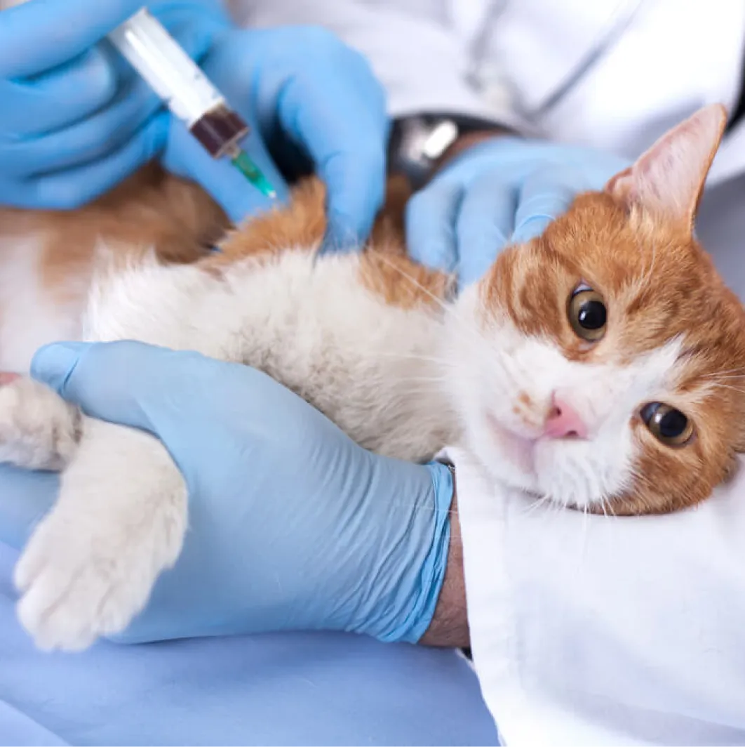 Imagem do serviço de  Emergência veterinária na Mooca com a estrutura da Way Care