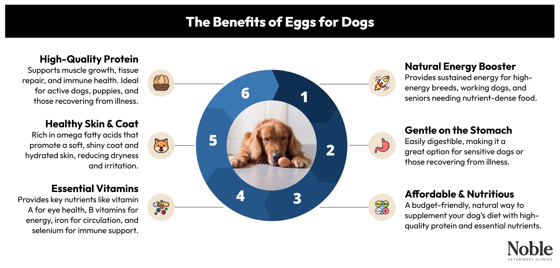 Benefits of Eggs for Dogs