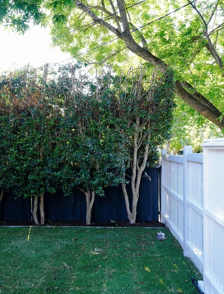 Backyard with lush green lawn, trimmed hedge, and white picket fence.