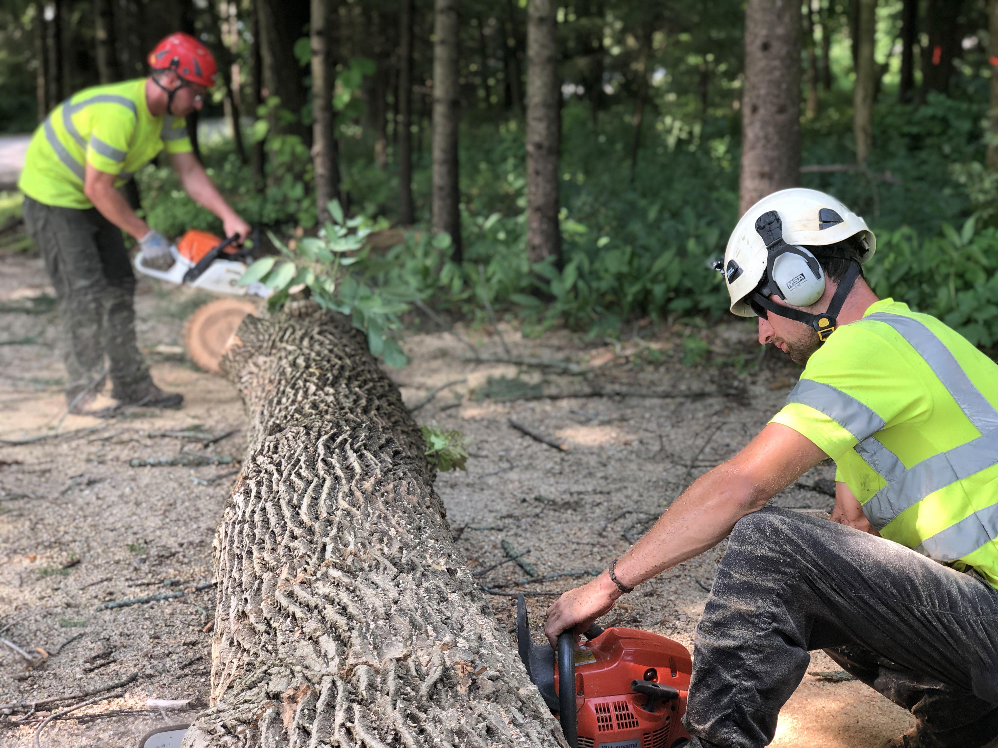 Cutting down a fallen tree in Oak Creek, Wisconsin