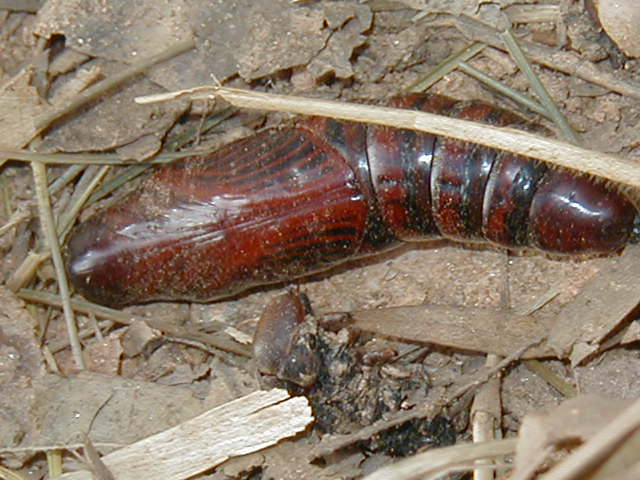 Pupa marrom-avermelhada de mariposa sobre folhas secas no chão