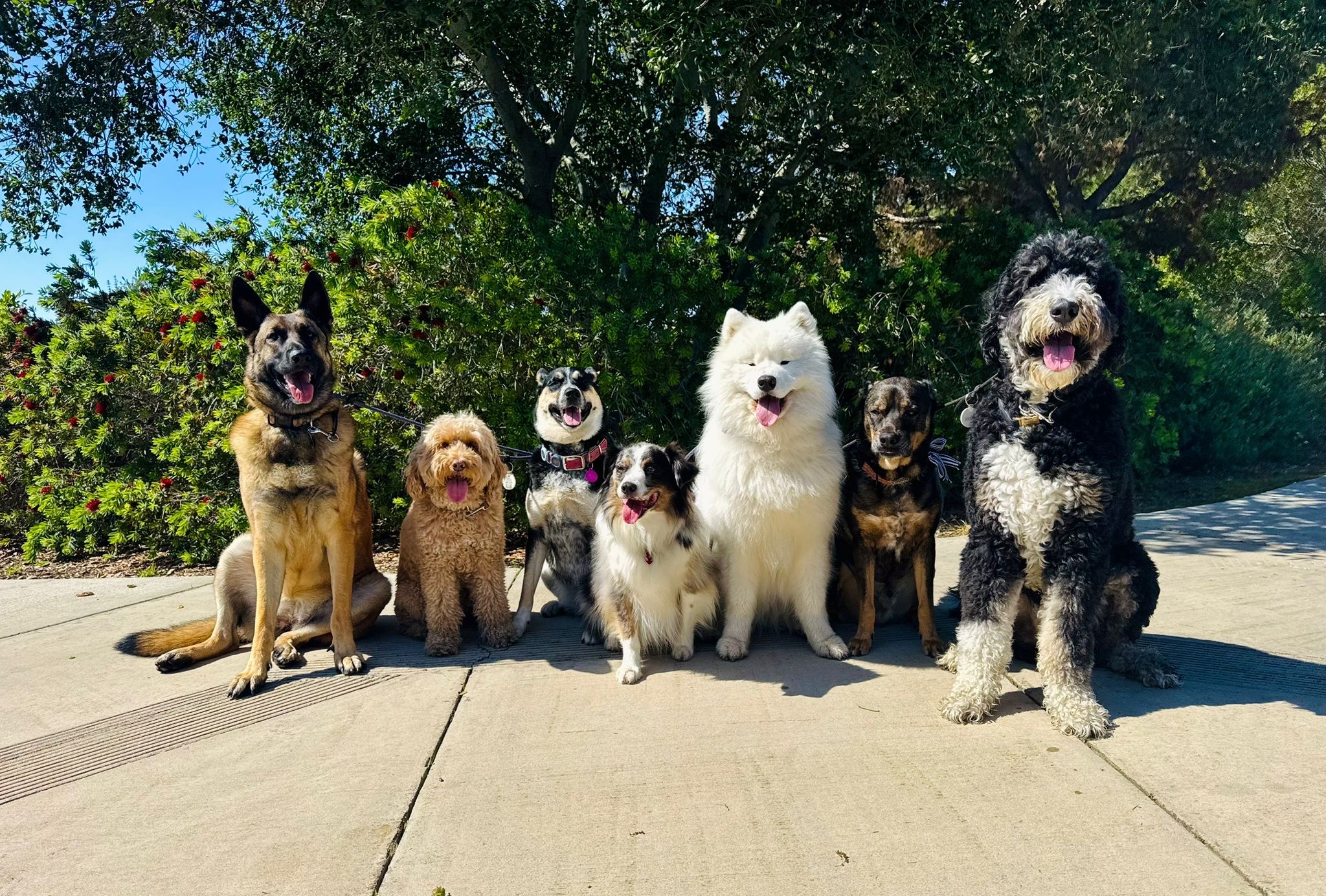 Seven dogs of varying sizes sitting together on concrete during dog walking in Orange County