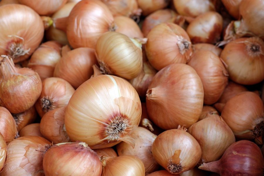 Cipolla dorata