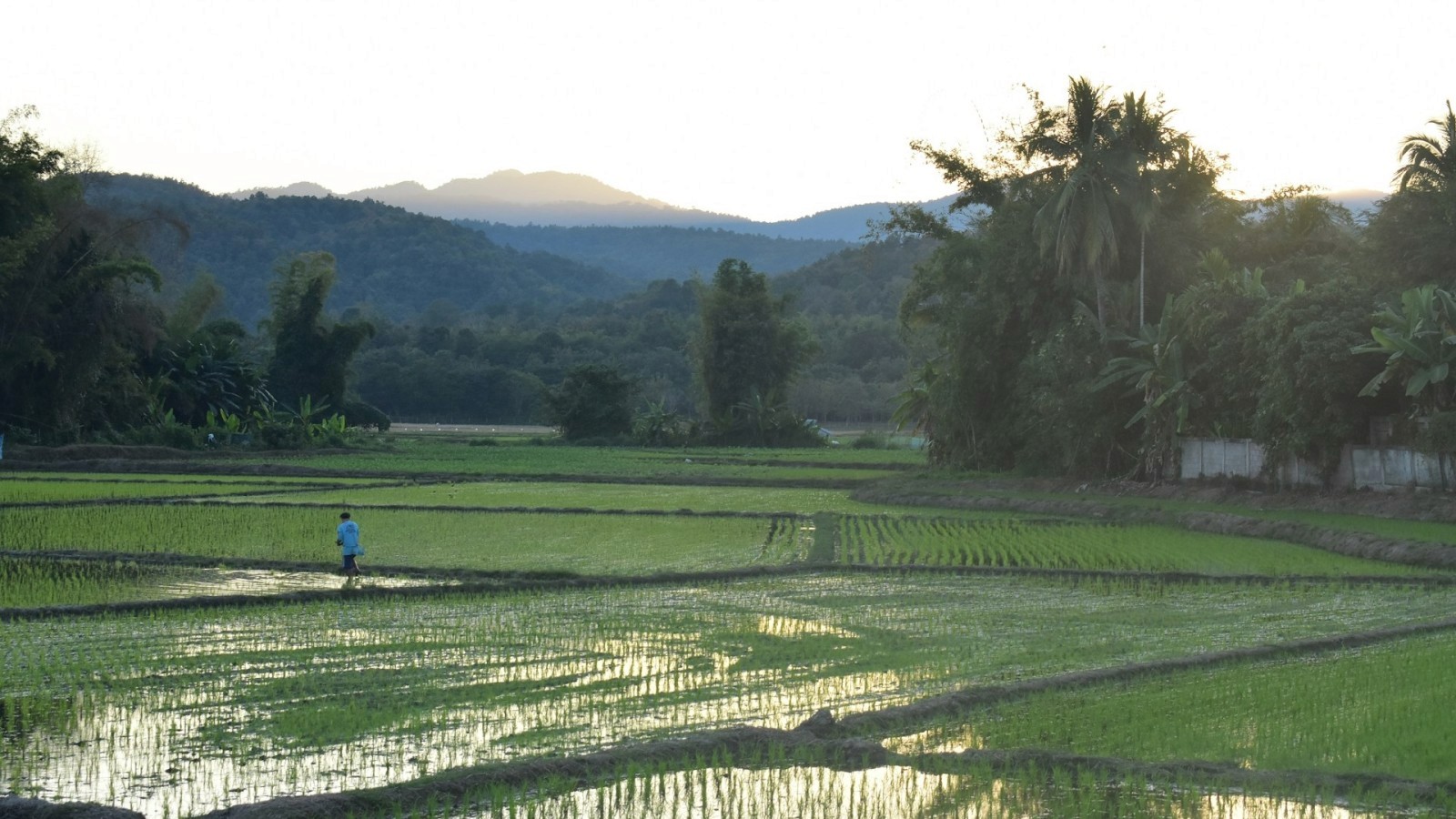 brown and white temple surrounded by green trees during daytime