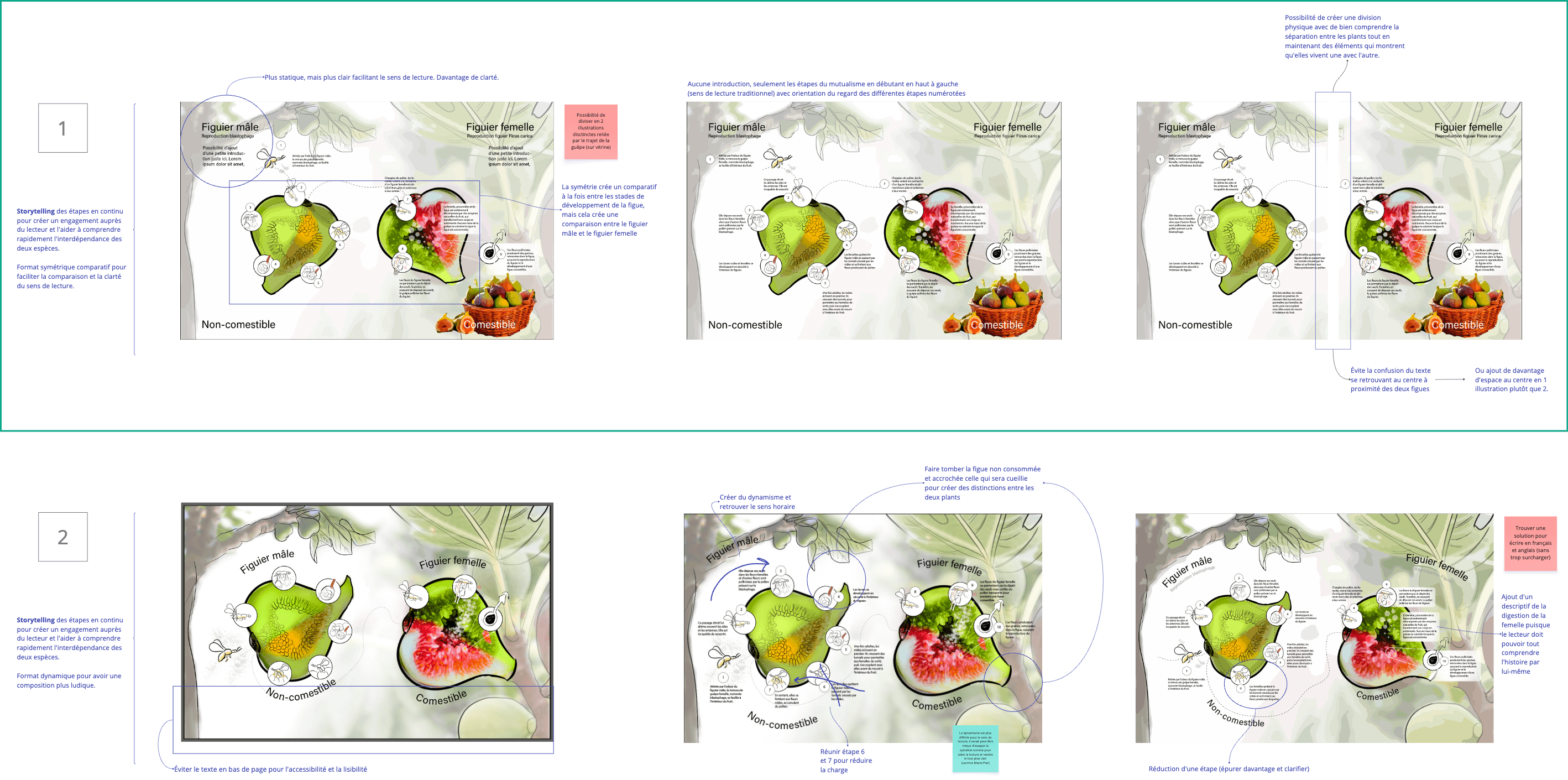 Image des différentes déclinaisons des esquisses poussées du concept choisi pour le projet figuier-blastophage. Par Élodie Ouellet-Belleau