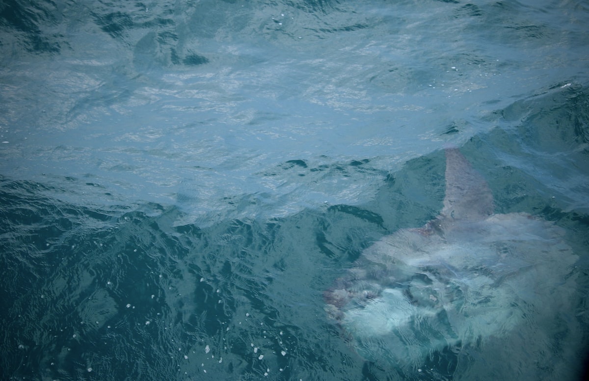 Ocean sunfish (mola mola) resting near the surface of the water