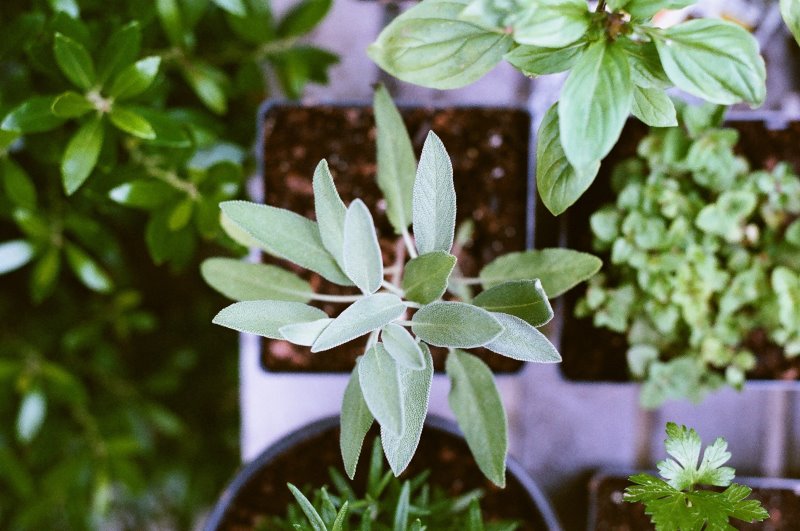 Salvia in vaso