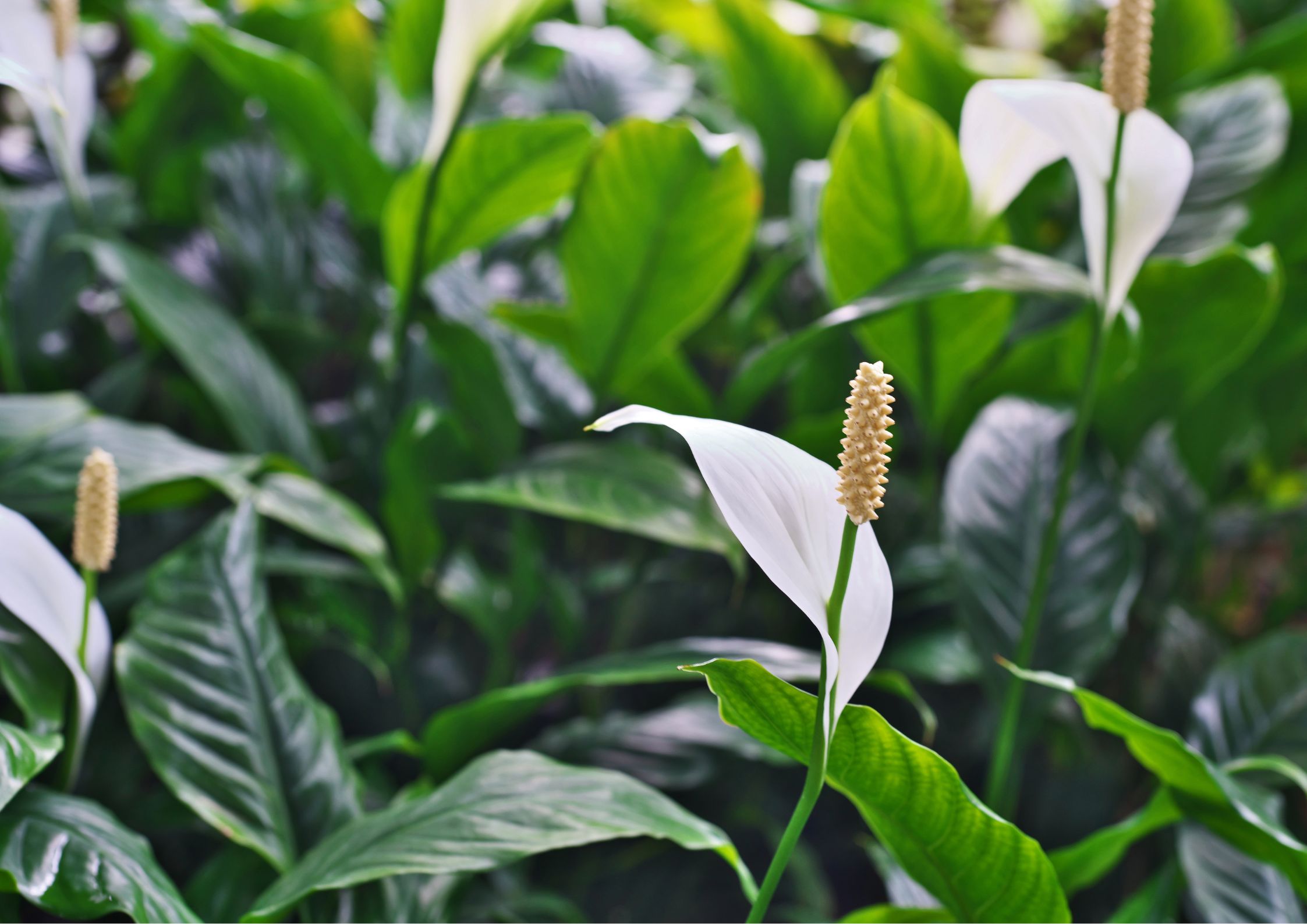 Peace lily with elegant white flower