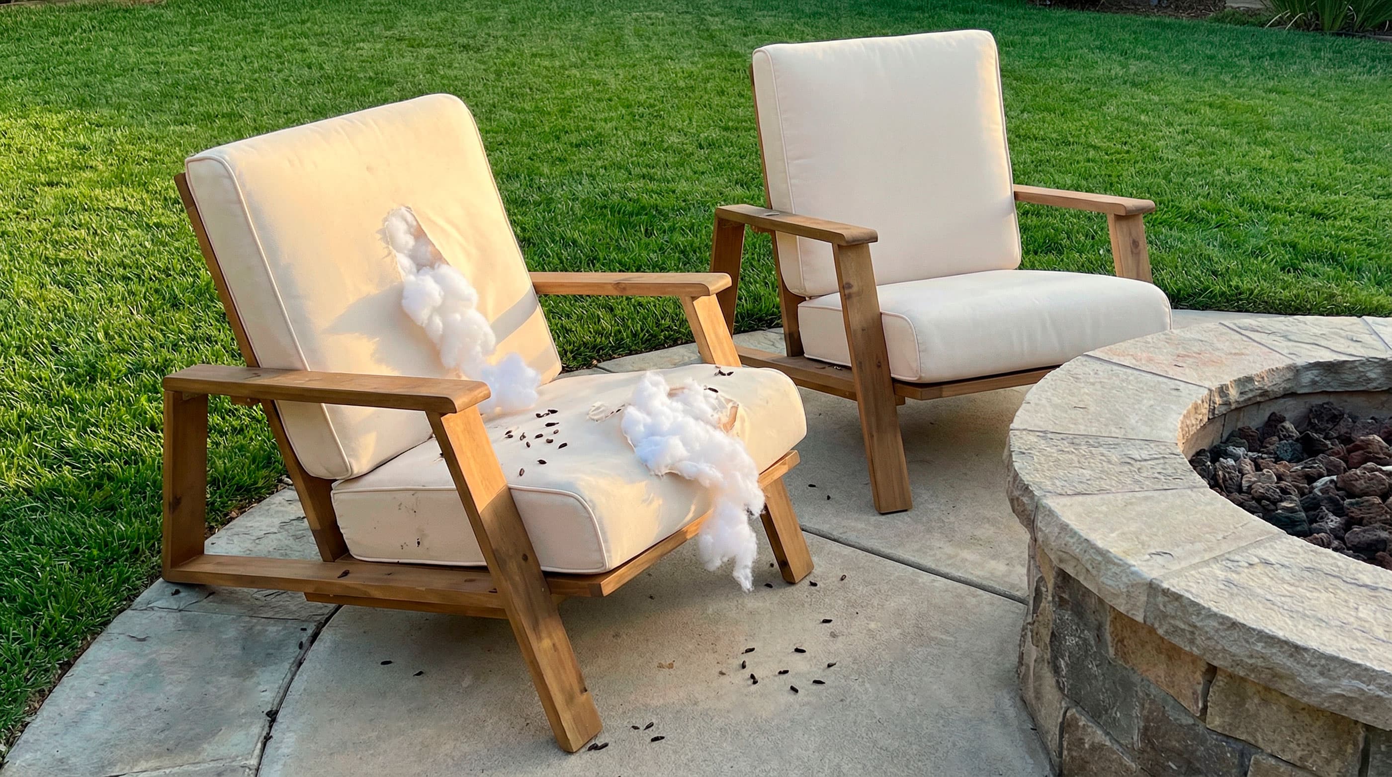 green and white leaf plant