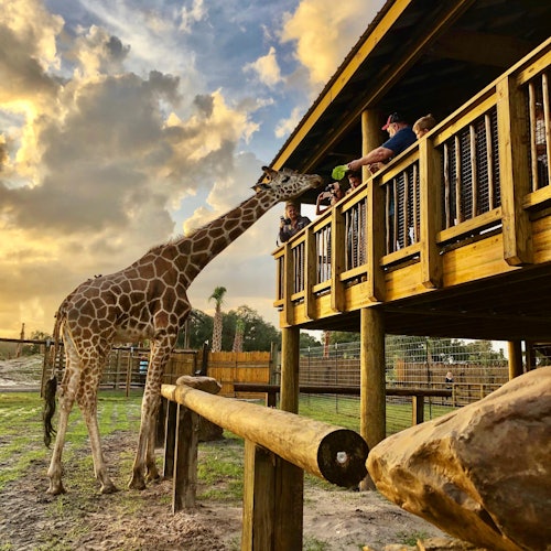 一隻長頸鹿伸長脖子，從一個人在日落時分的木陽台上進食，背景是一個有圍欄的圍場。