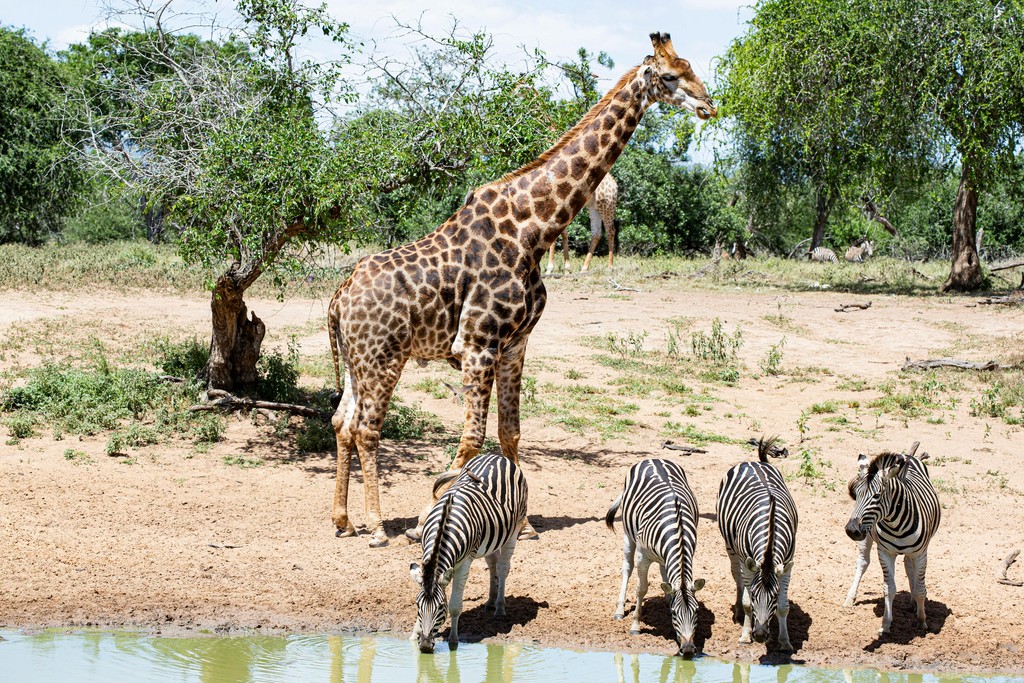 Giraffe & Zebras At Waterhole