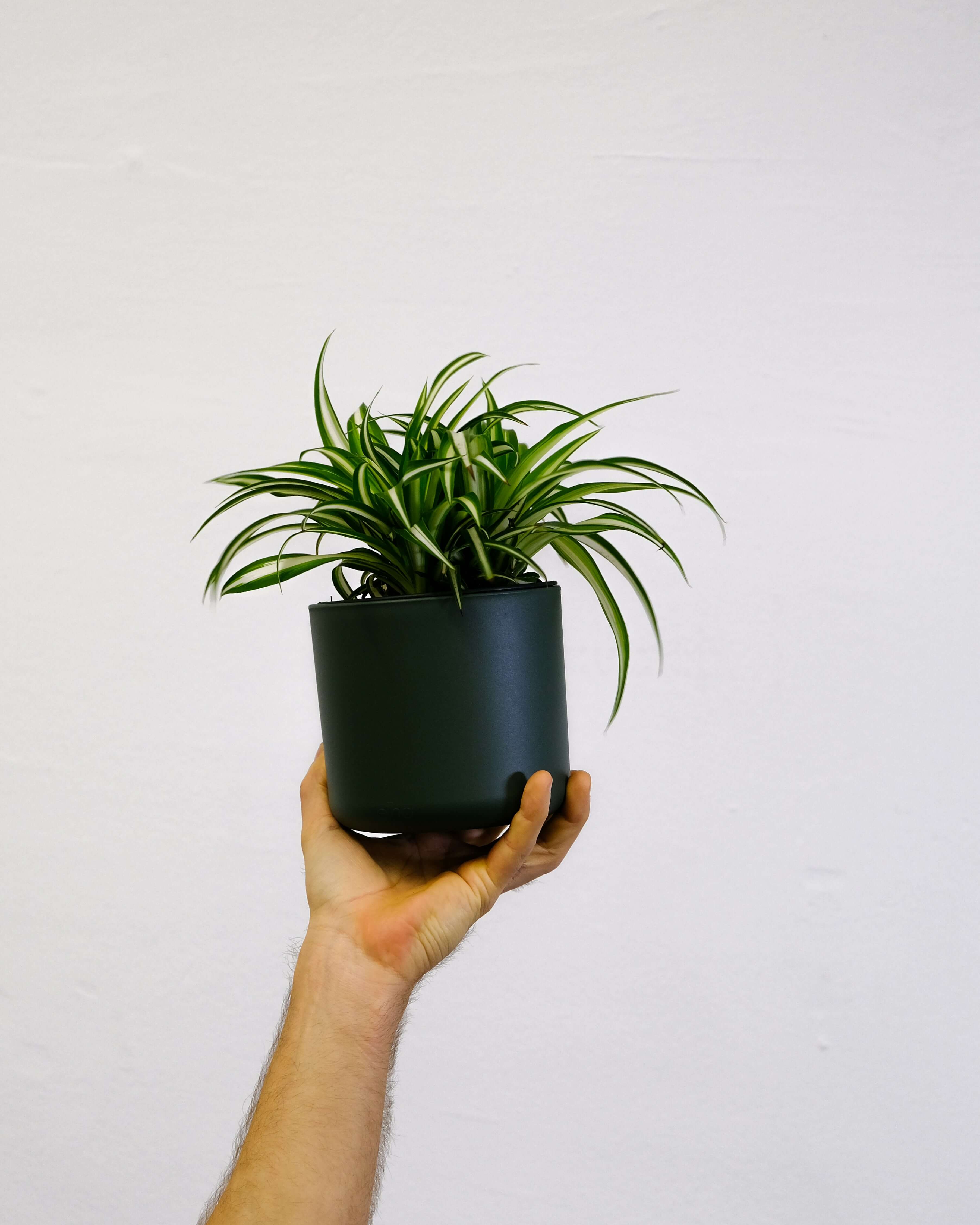 green-leafed plant in white pot (Background Removed)