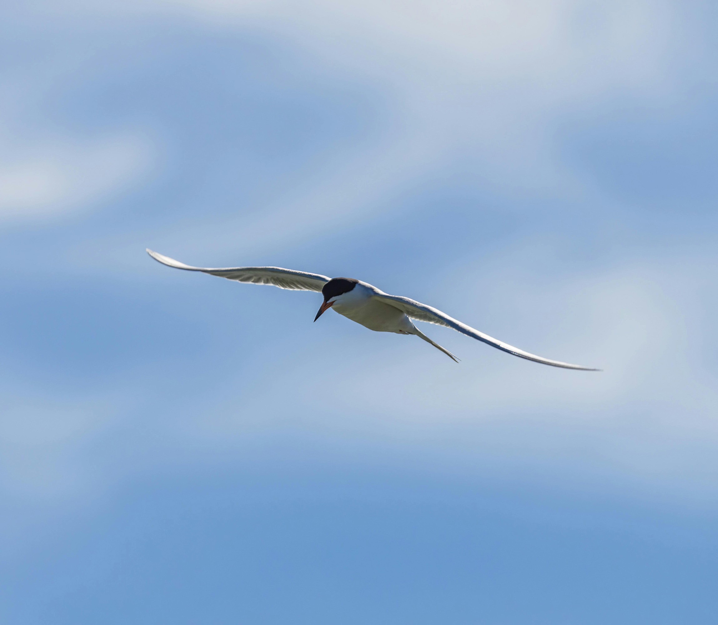 Photo of a Tern flying