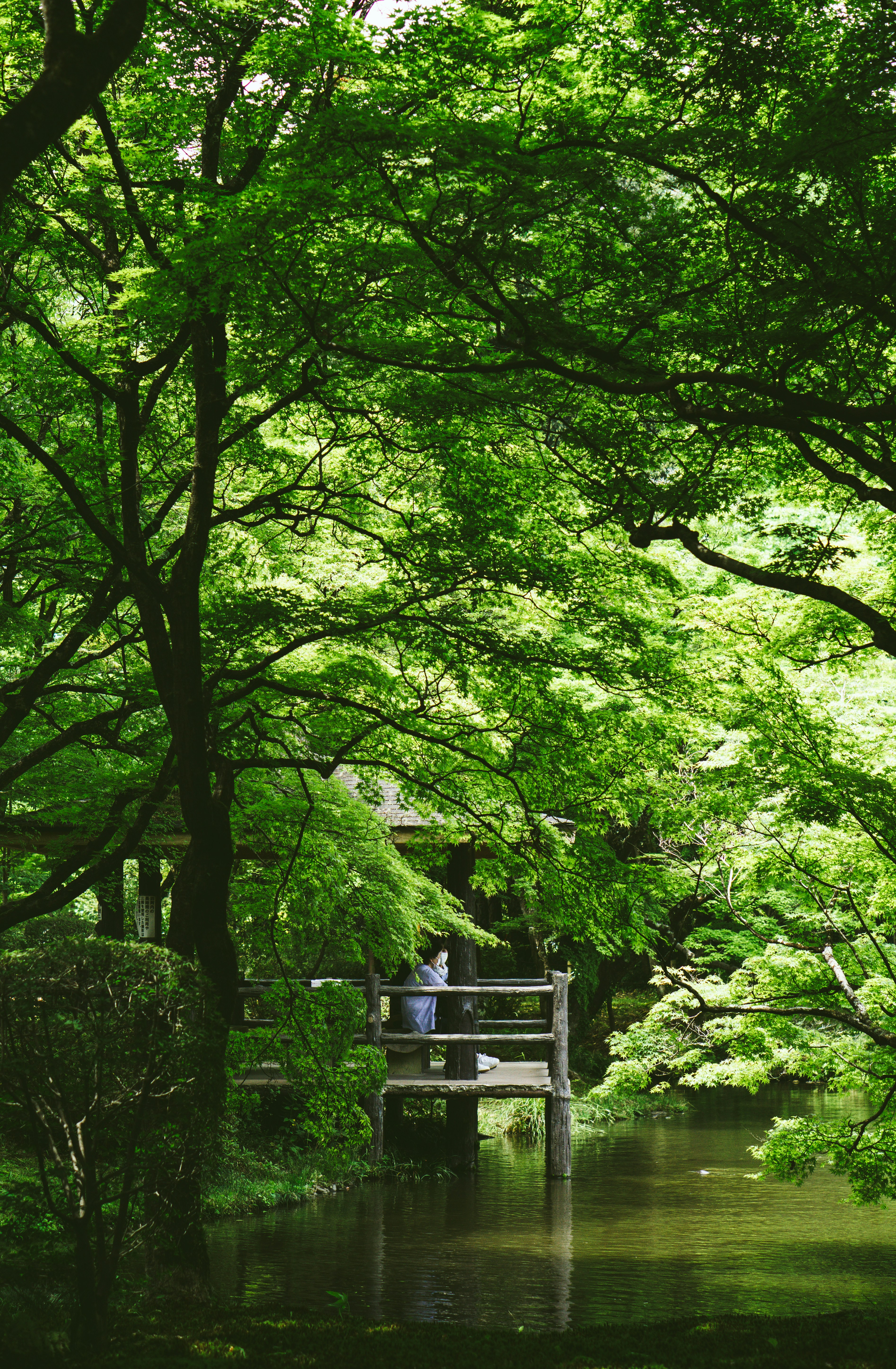 a person sitting on a bench in the middle of a forest