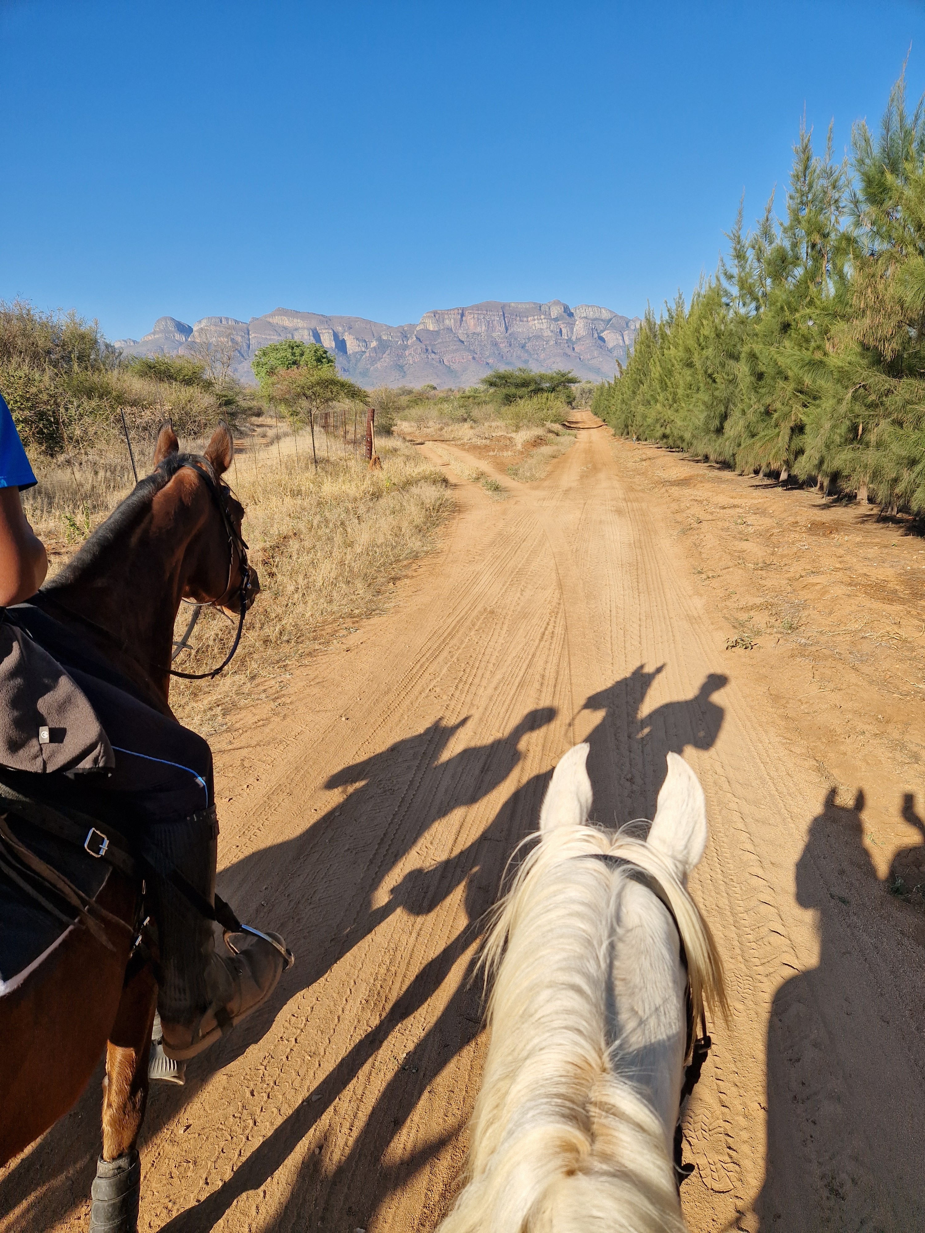 Kilimanjaro Elephant Ride, Arusha National Park, Tanzania – elefant i högt gräs tittar mot kameran, medan fem ryttare till häst på ridsafari i bakgrunden betraktar elefanten i ett grönt och frodigt landskap.
