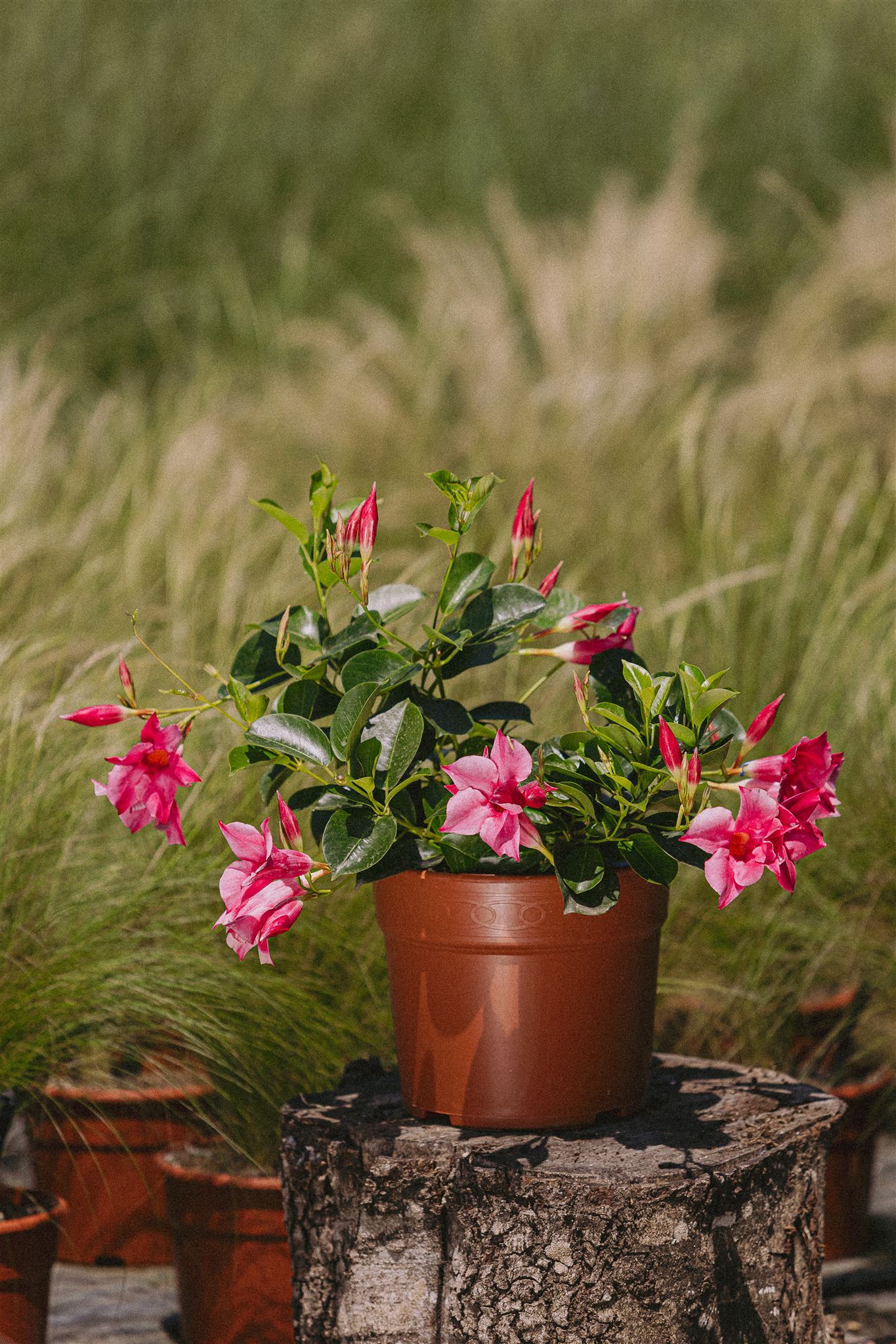 Tomillo Eiviss Garden