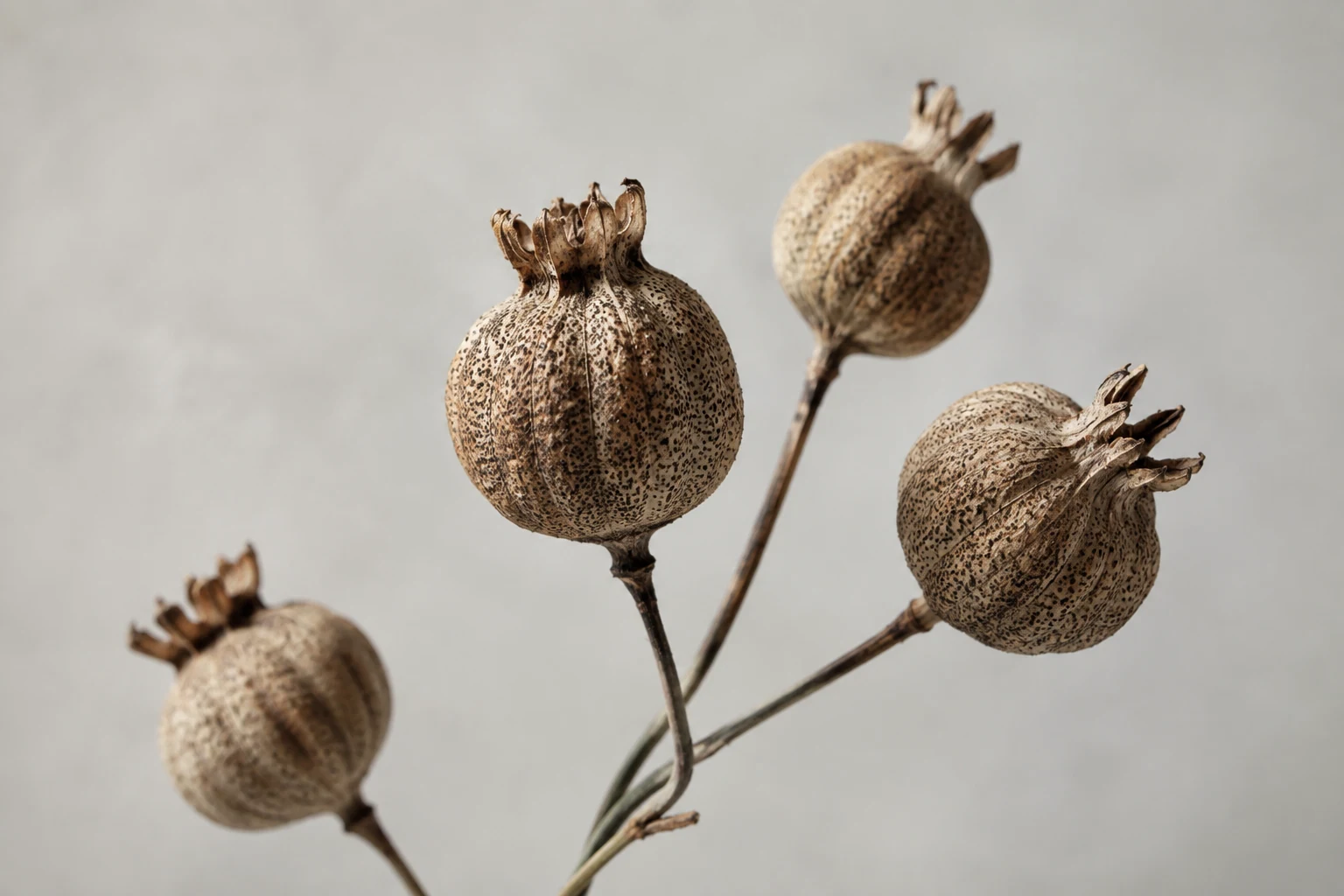 Macro of dry seed pods with fine dotted texture against pale gray background, botanical still life