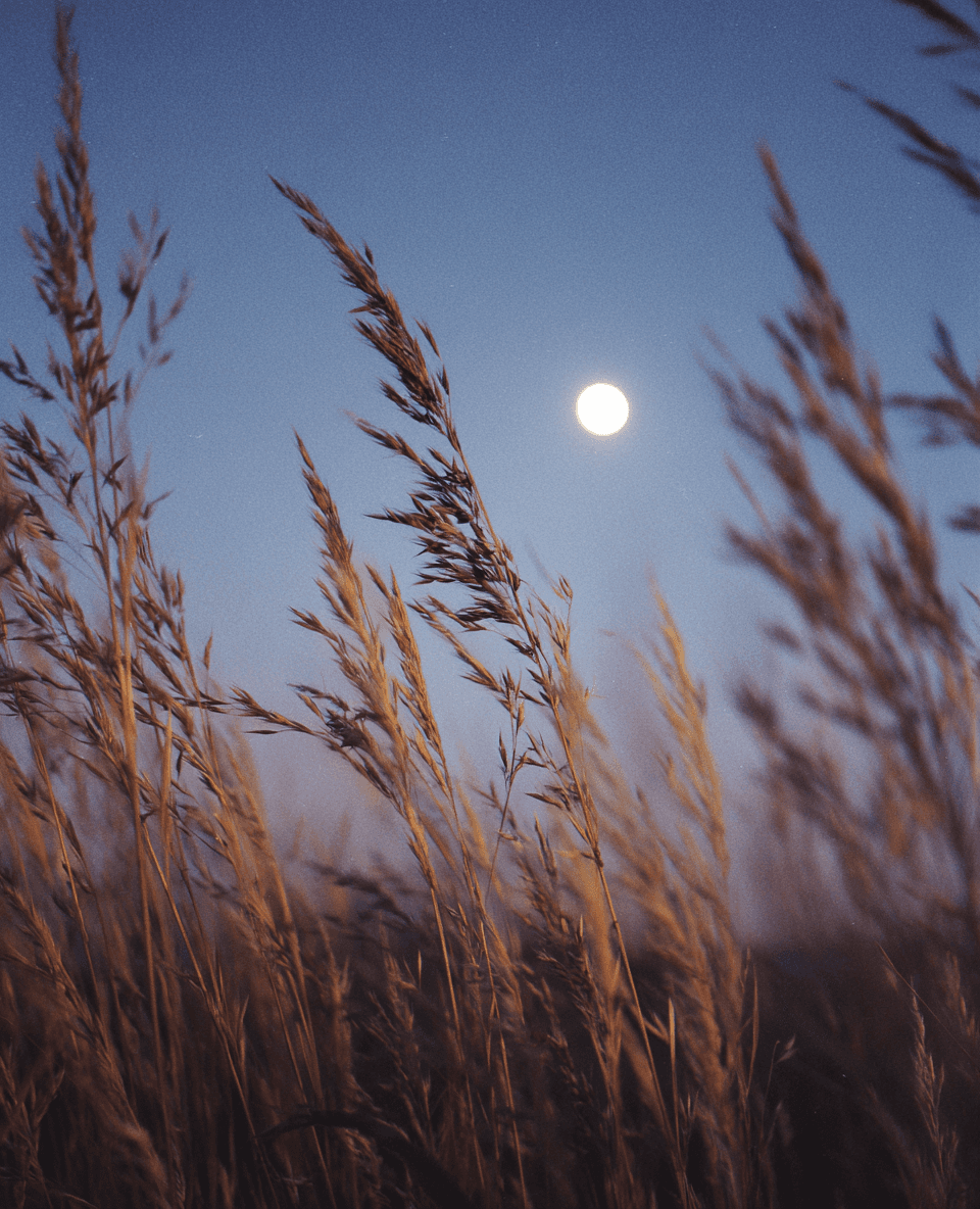 Mediatie in natura intuitia asculta vocea interioara