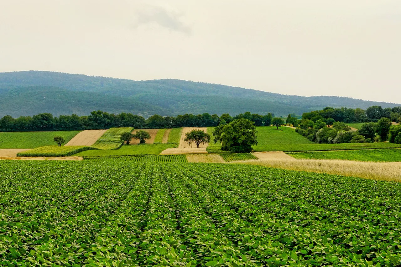 Rows of young crops in front of fields and wooded hills