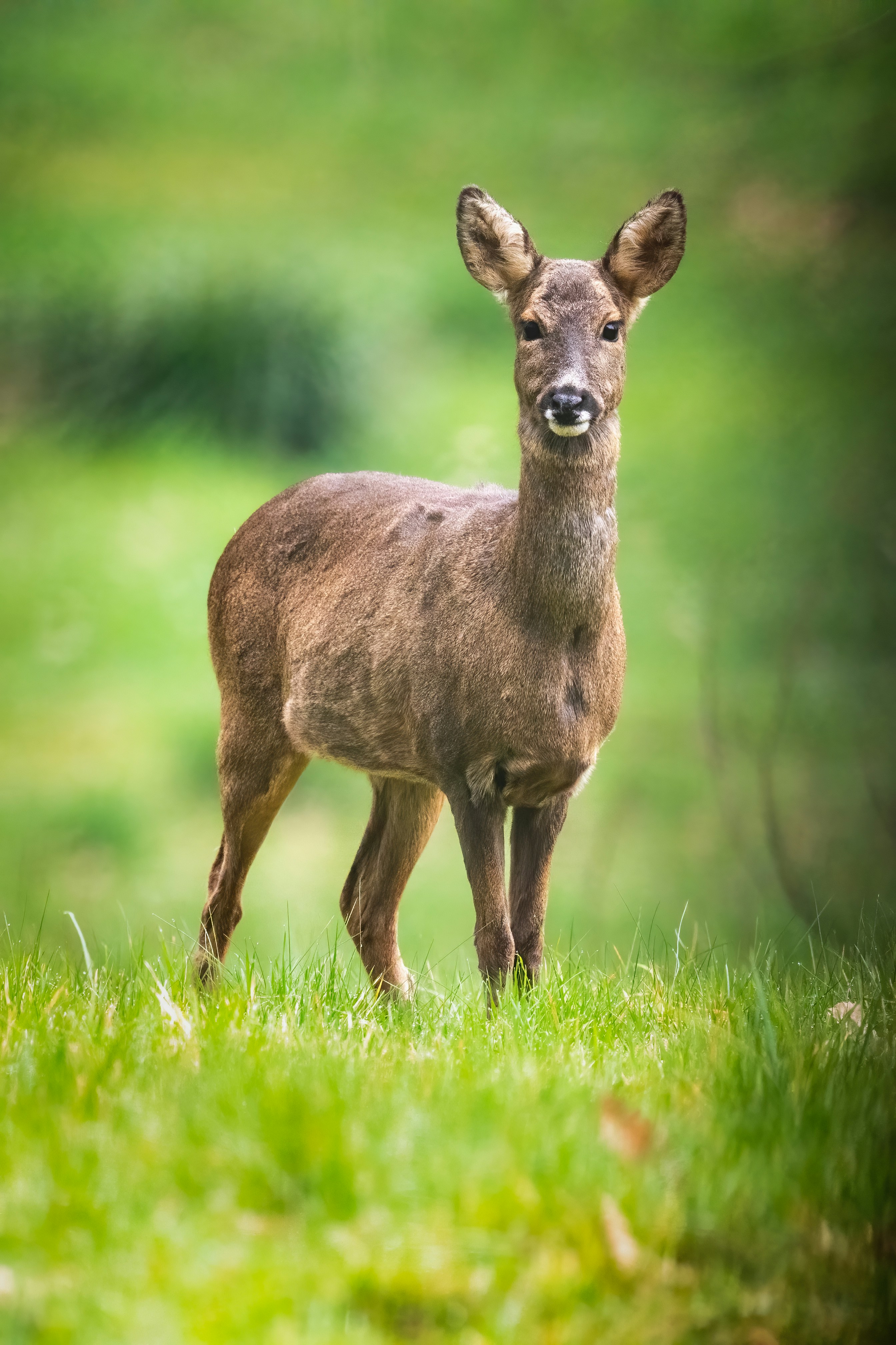 Ein Reh steht anmutig auf einer saftig grünen Wiese.