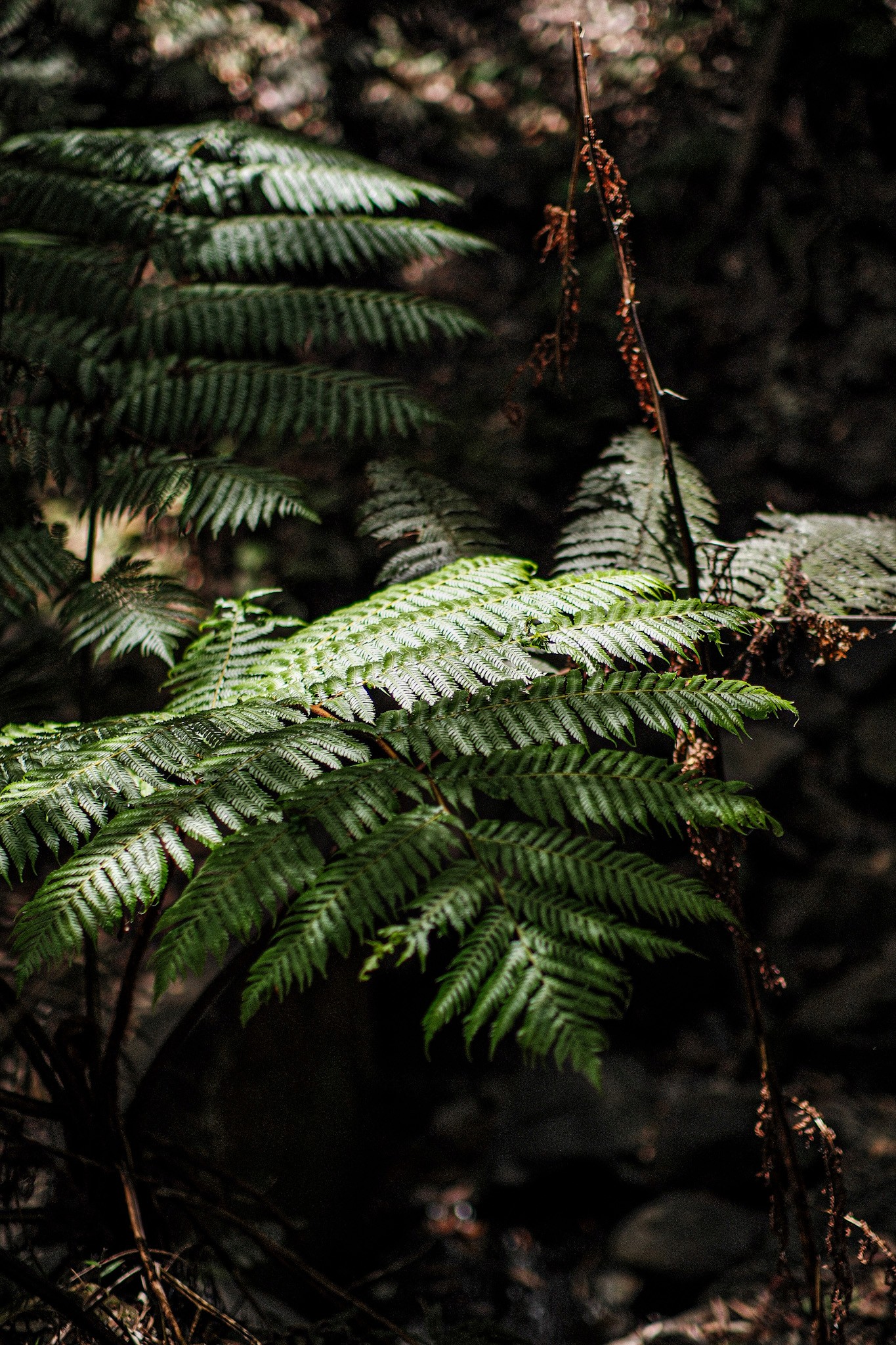 Commercial photography by JamesTheLyon for PixelSpaces — events, gigs, headshots, people, and architecture — Jungle Gymea Bay Australia