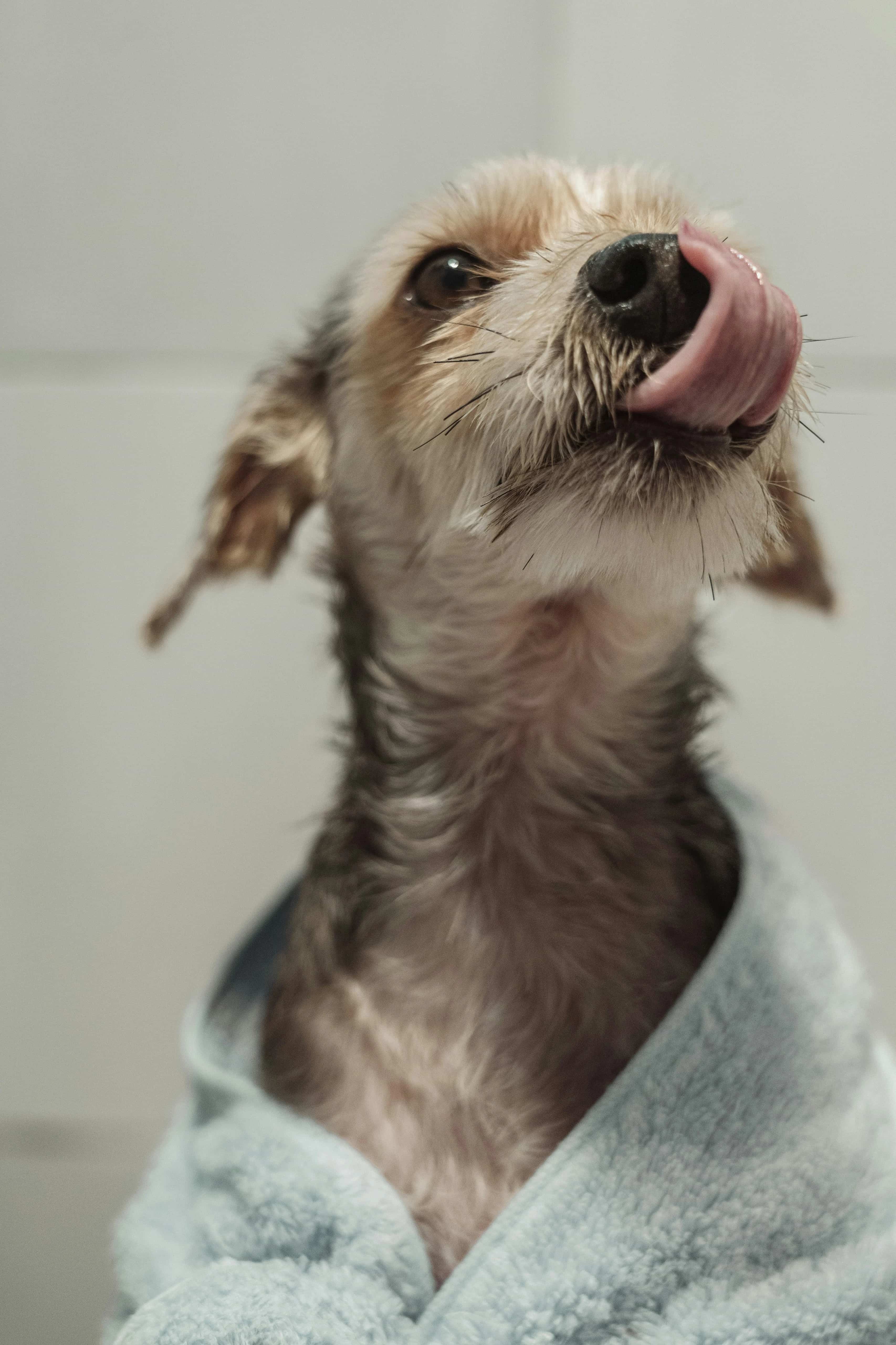 happy puppy portrait
