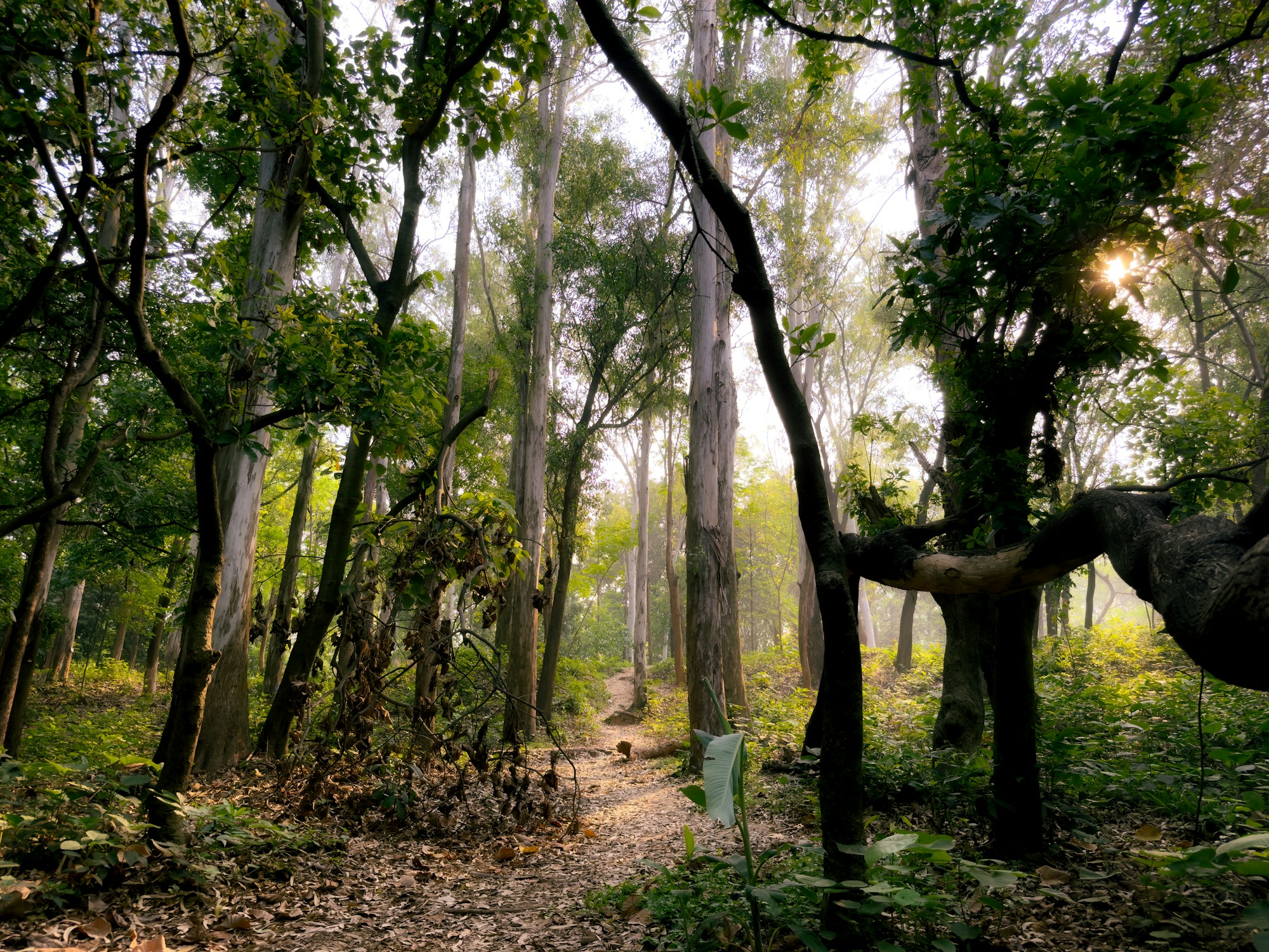Forest landscape — illustrative, not a documentary image of the founder