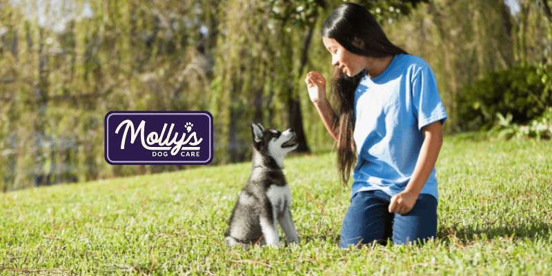 dog training roadmap