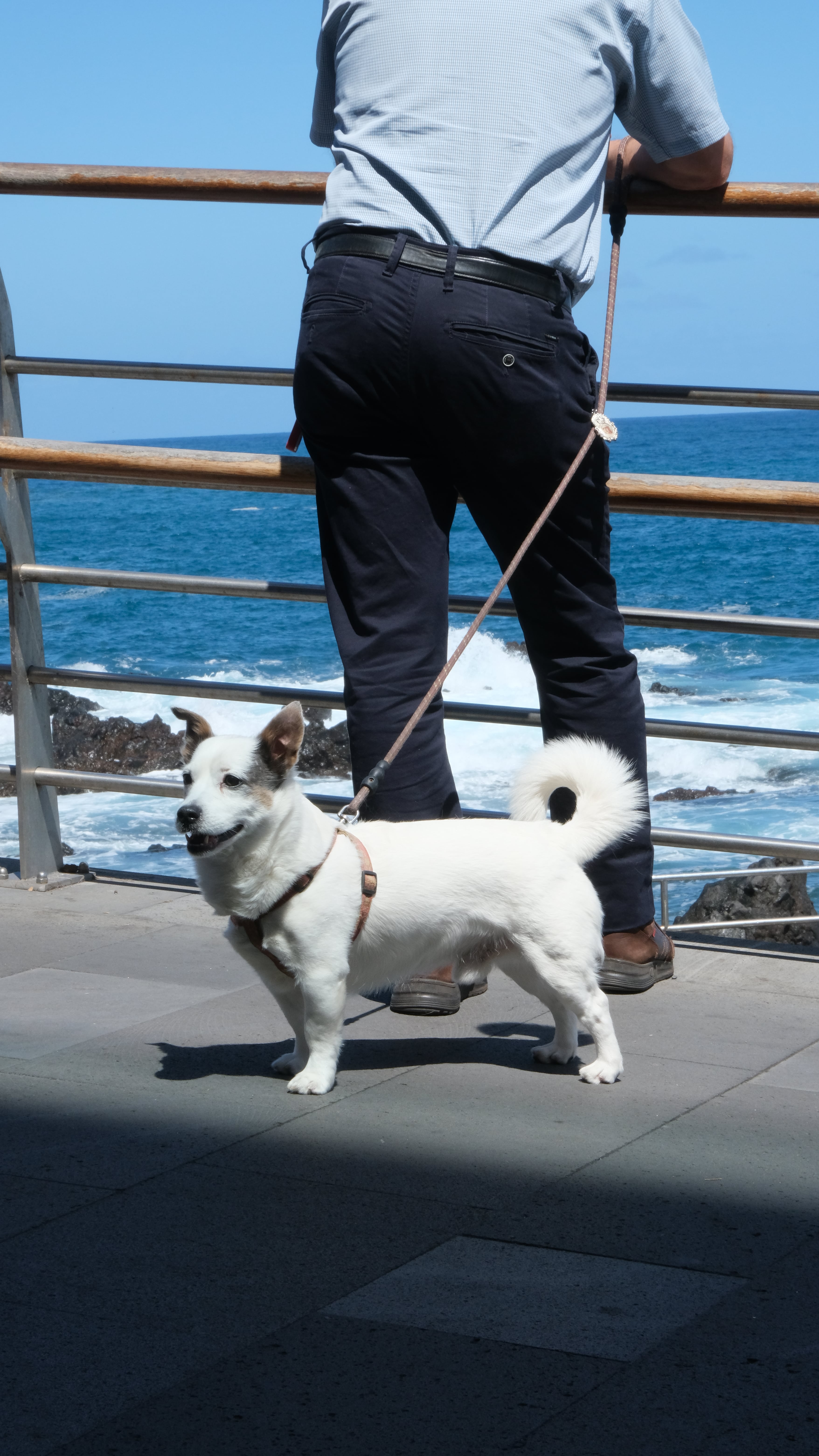 Tenerife dog