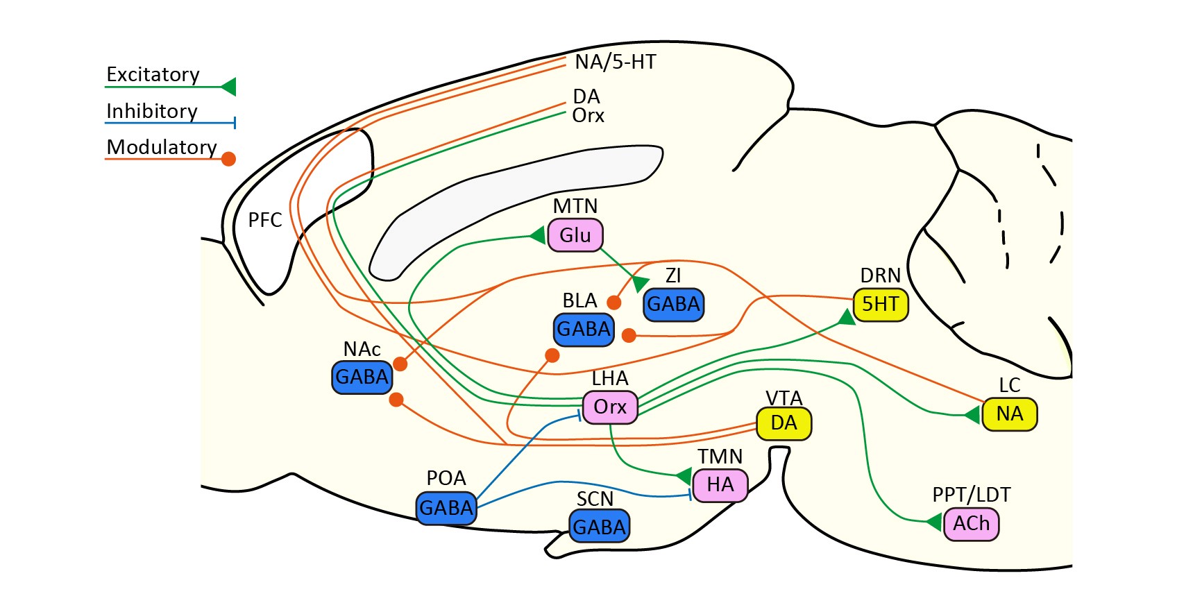 Microscopy-inspired calcium imaging field