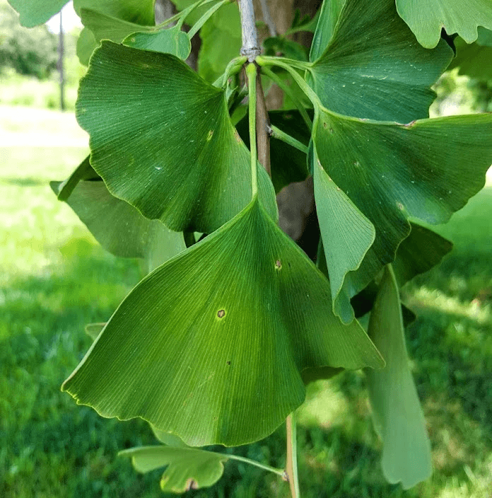 Gingko leaves