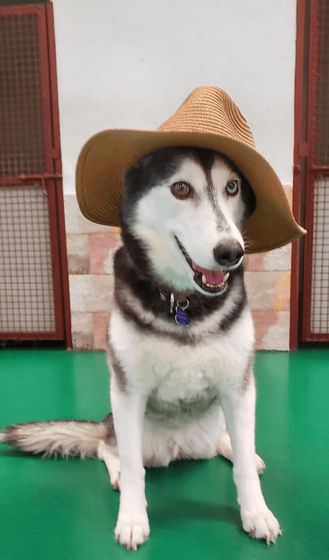 5 star google review of DDH professional dog groomers in dubai